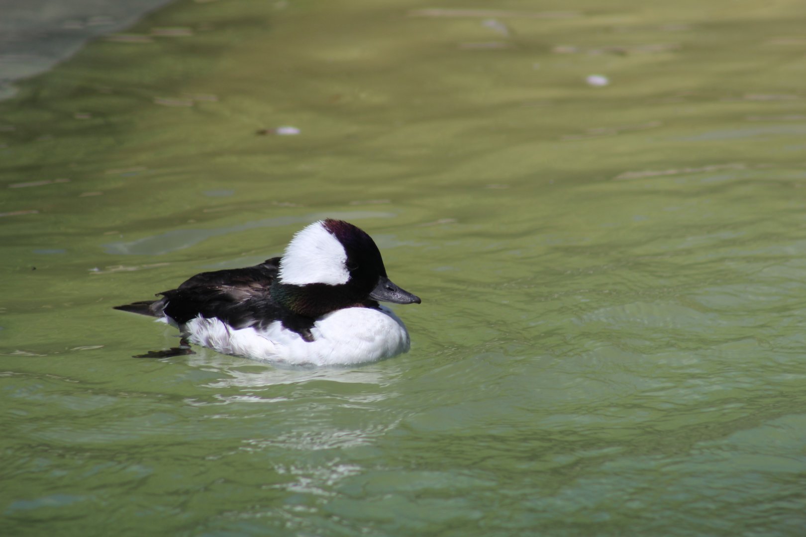 Bufflehead