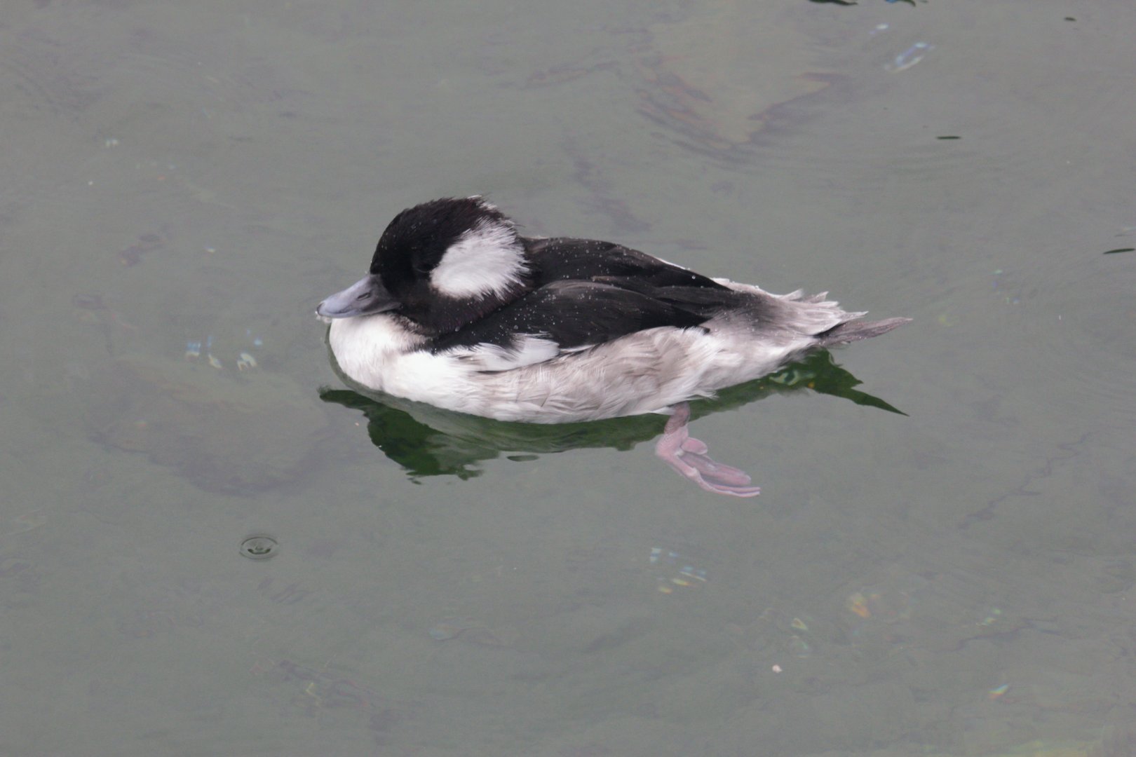 Bufflehead