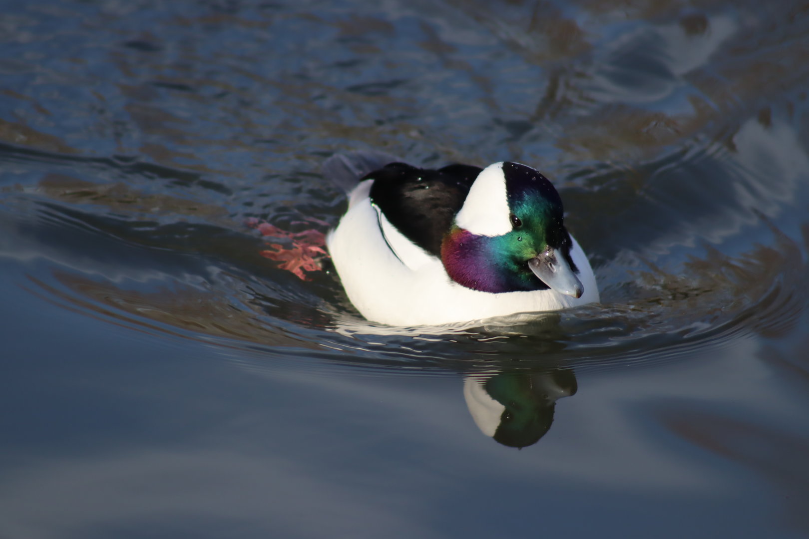 Bufflehead