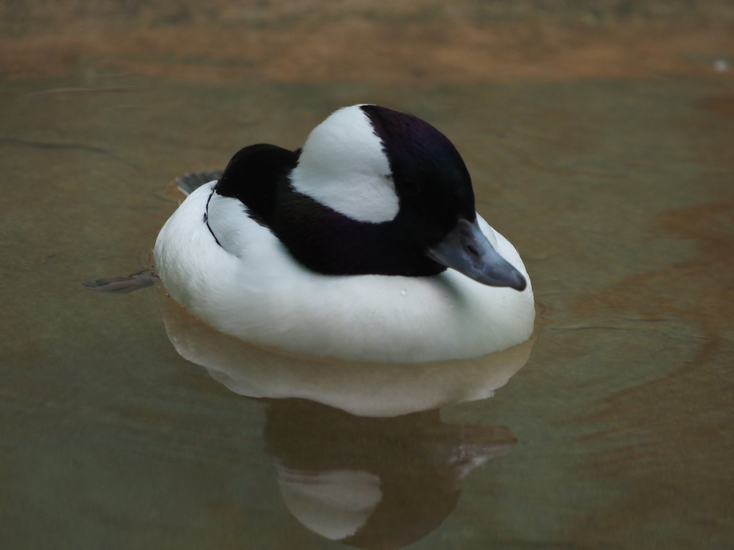Bufflehead