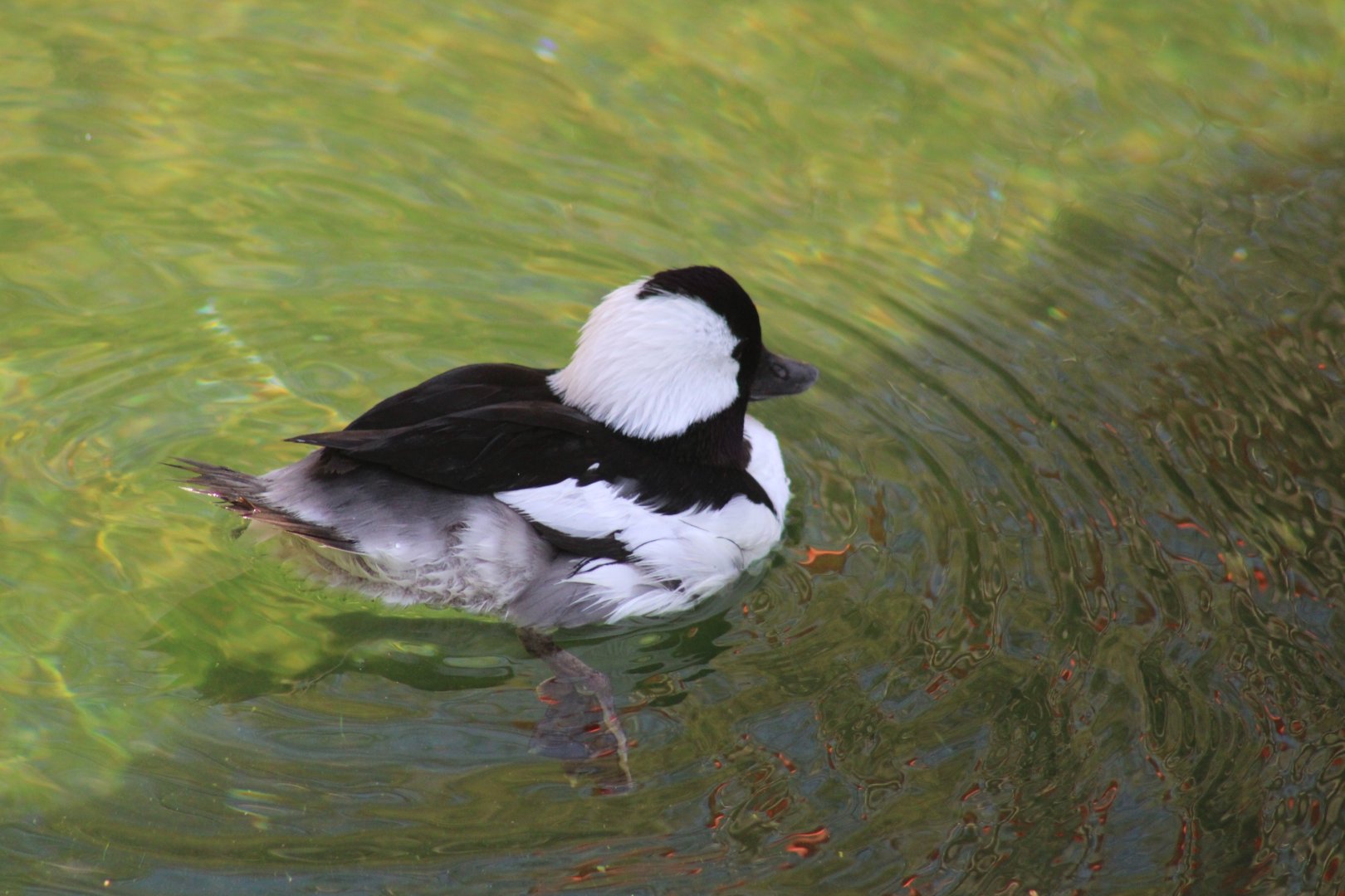 Bufflehead