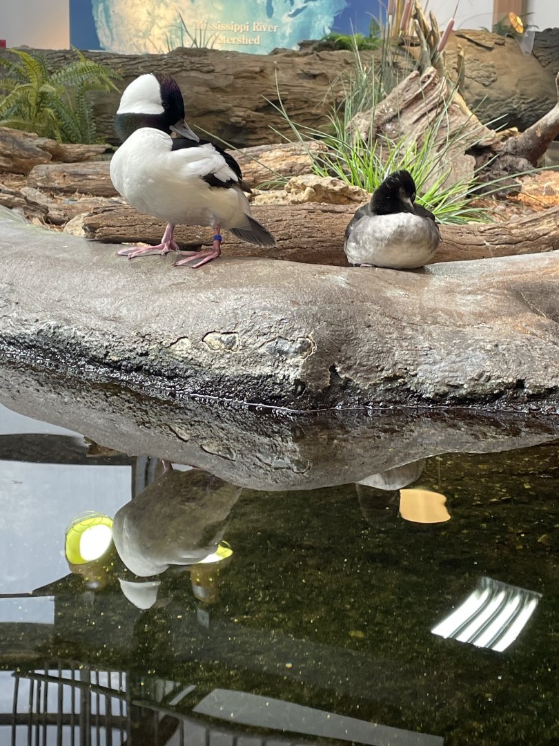 Buffleheads (4/23/2022)