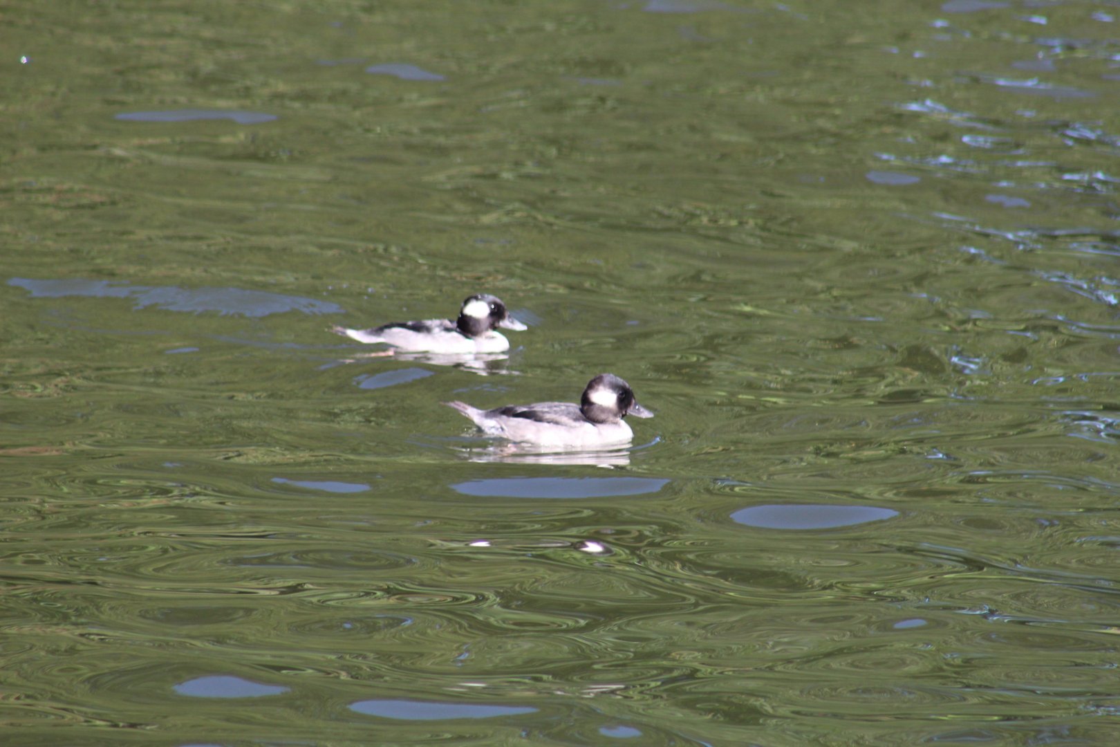 Buffleheads