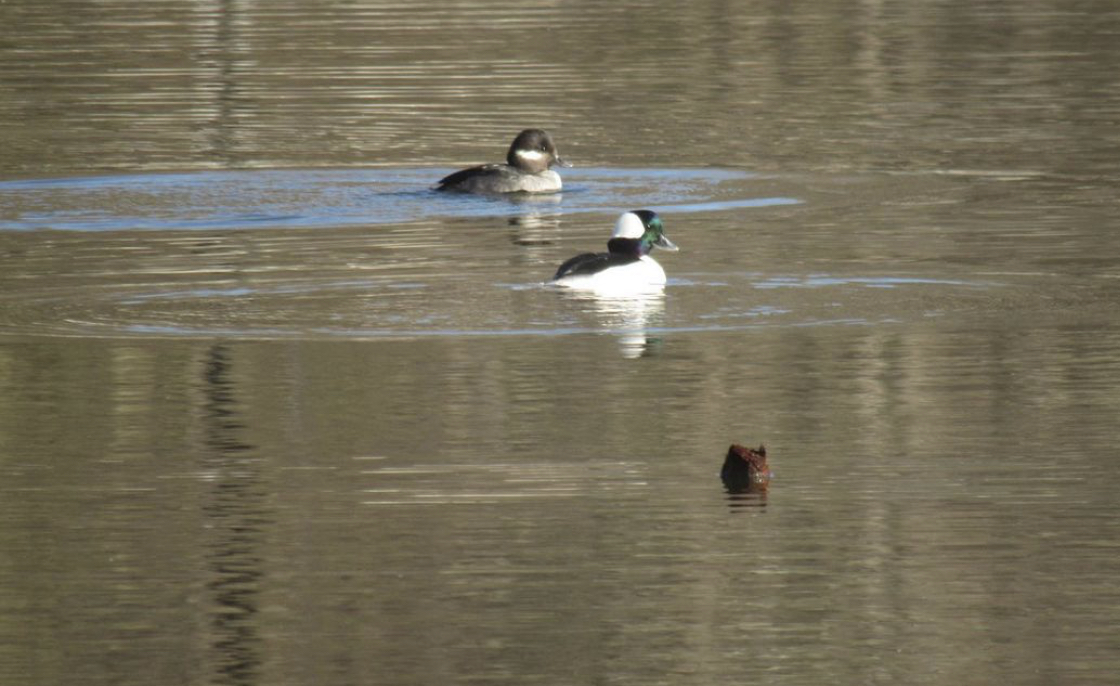 Buffleheads