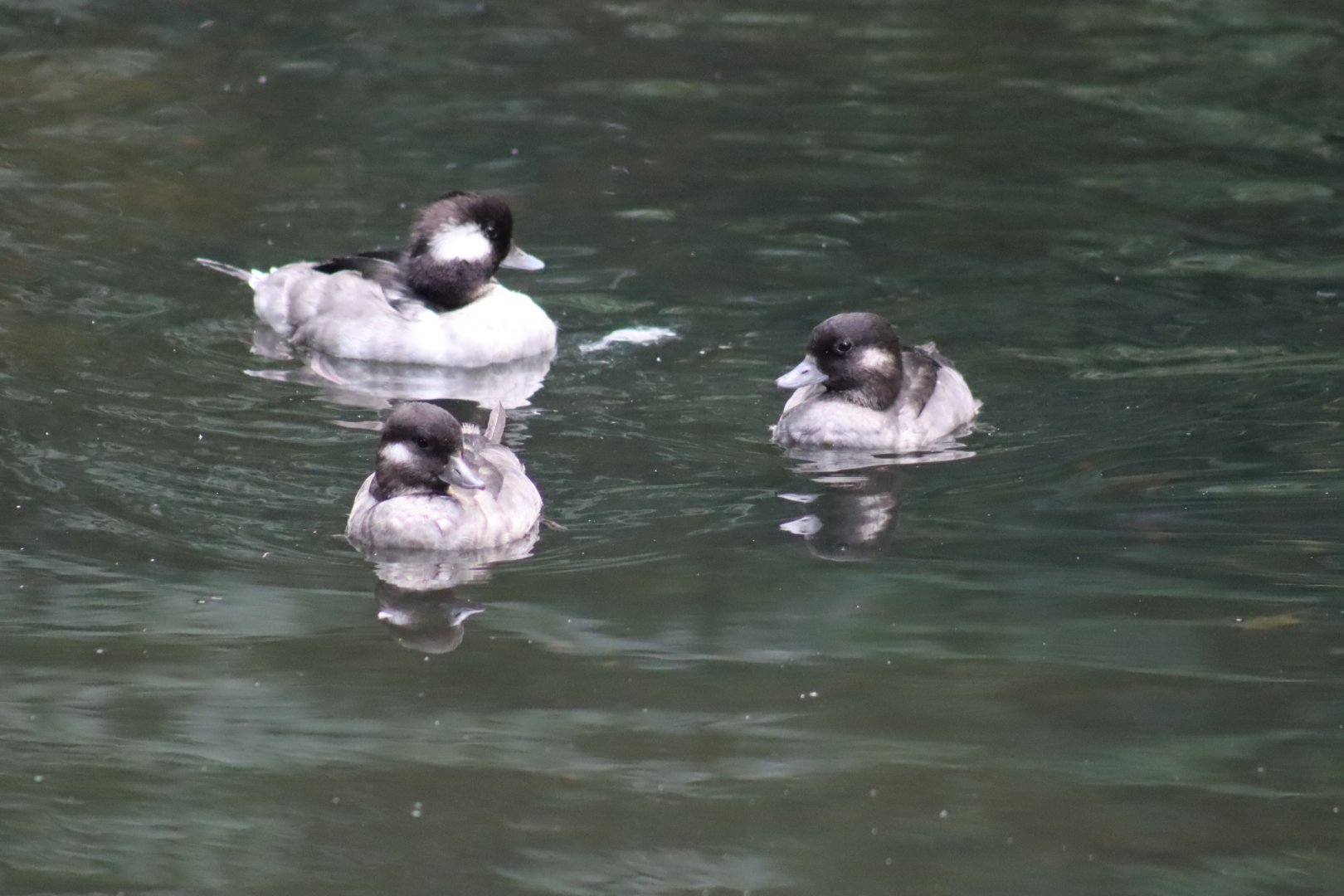 Buffleheads