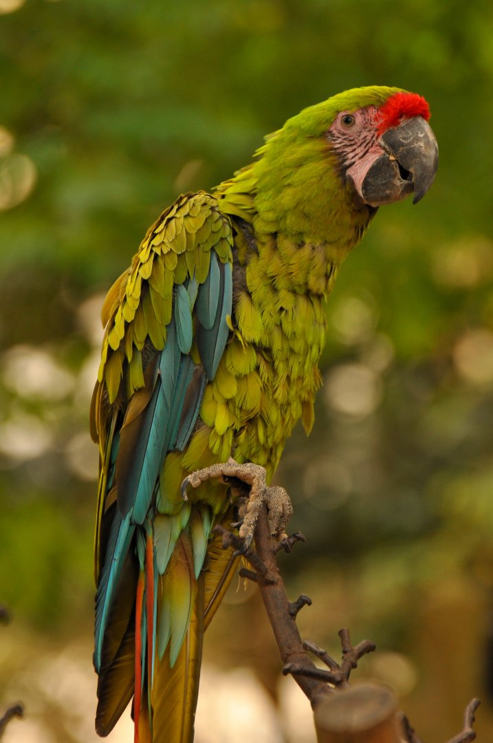 Buffon macaw (Ara ambiguus)