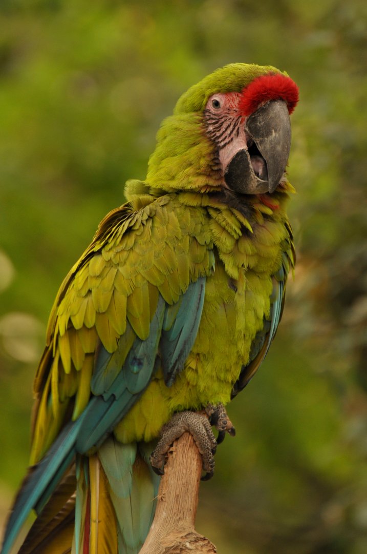 Buffon macaw (Ara ambiguus)