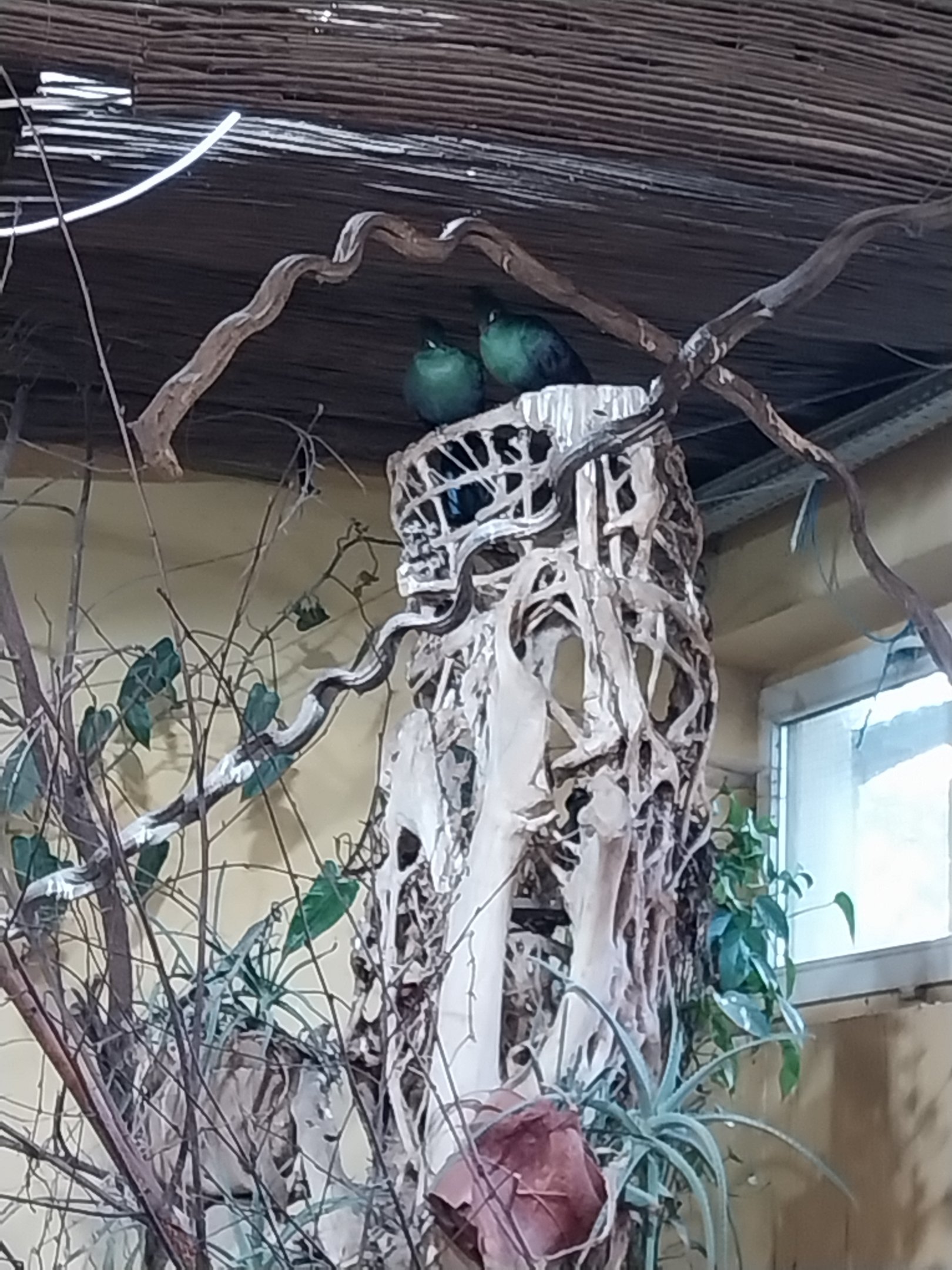 Buffon's green turaco (Tauraco persa buffoni)