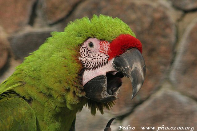 Buffon's macaw (Ara ambigua)