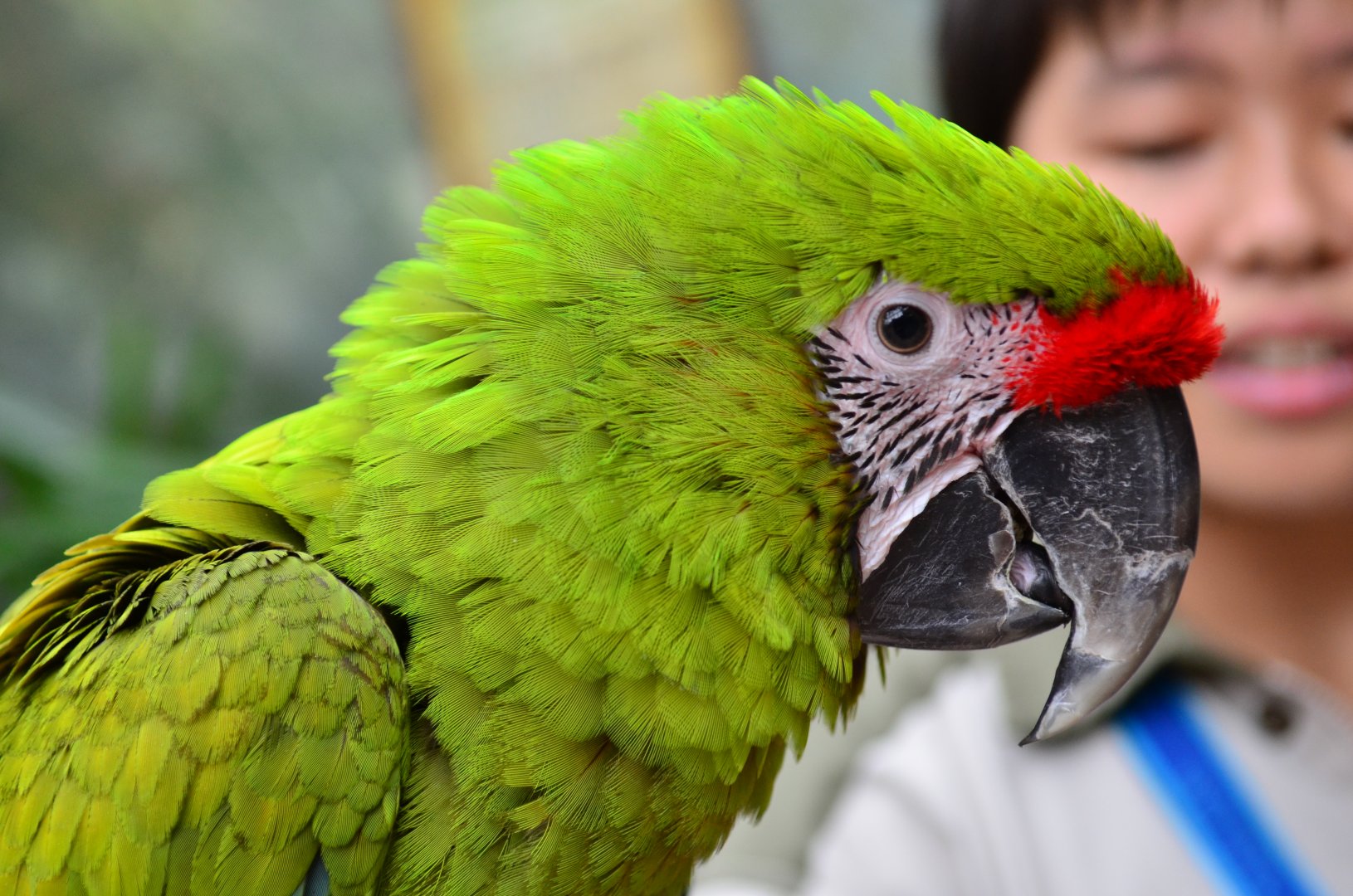 Buffon's macaw (Ara ambiguus)