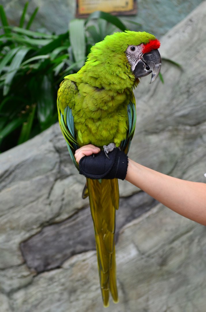 Buffon's macaw (Ara ambiguus)