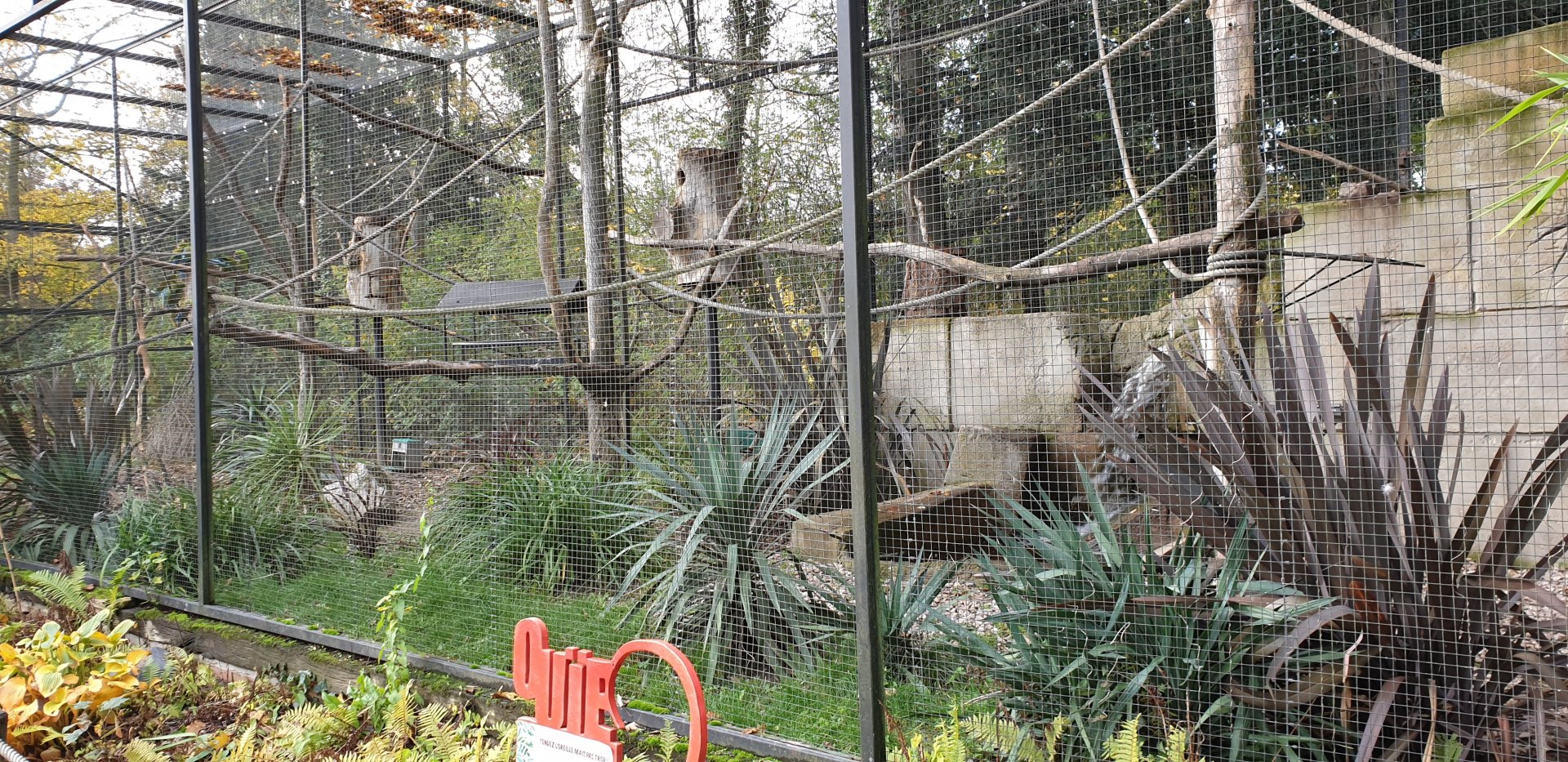 Buffon's macaw - Burrowing parrot aviary