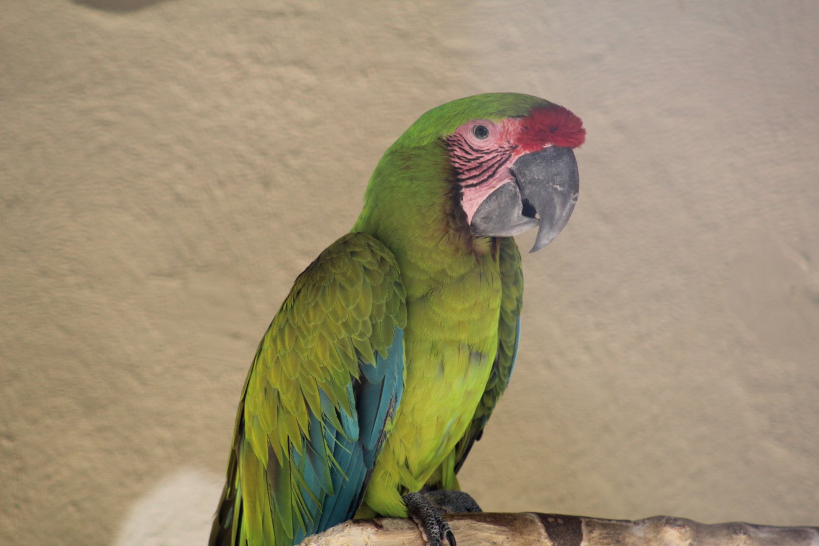 Buffon's Macaw