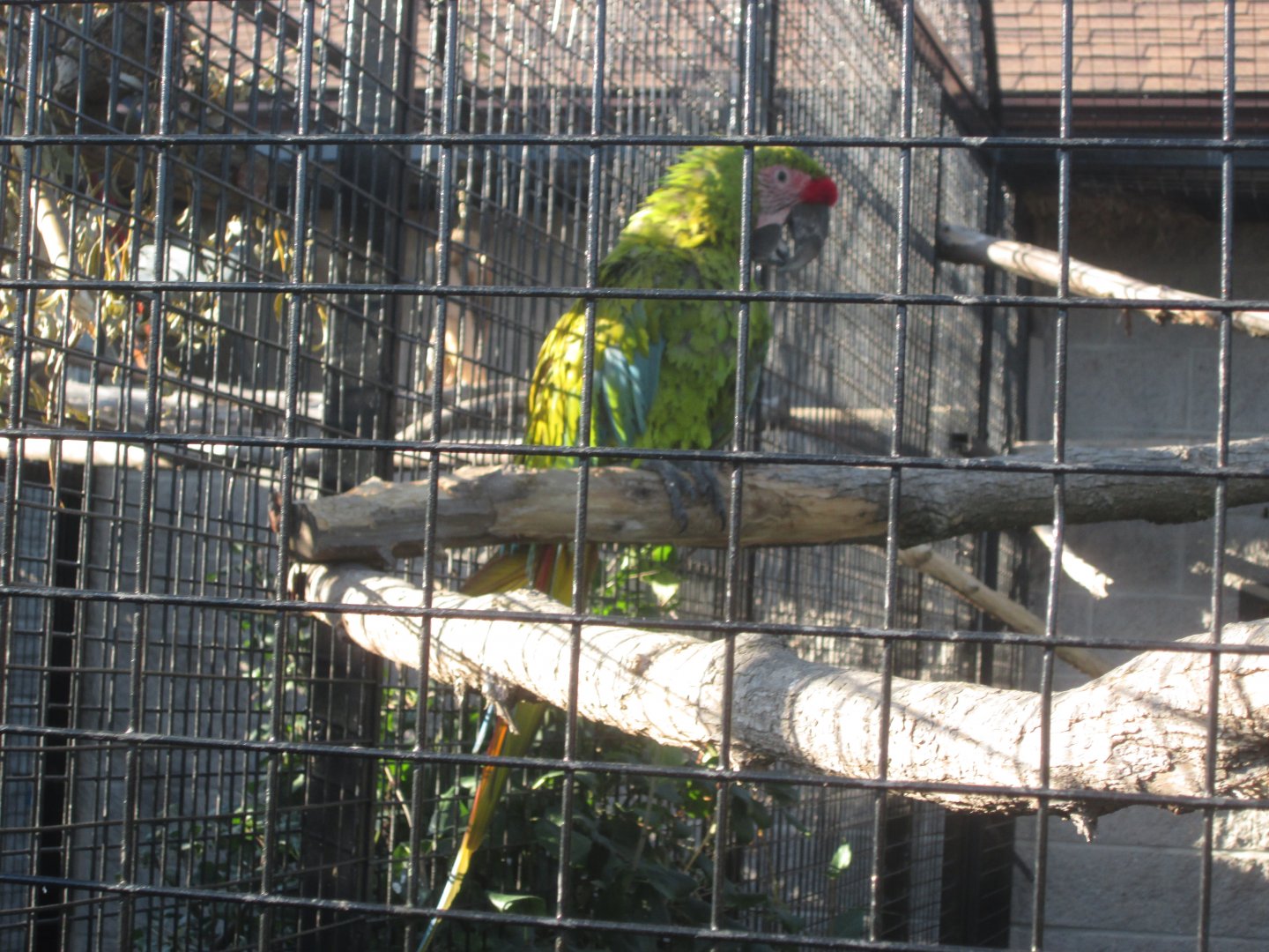 Buffon’s Macaw