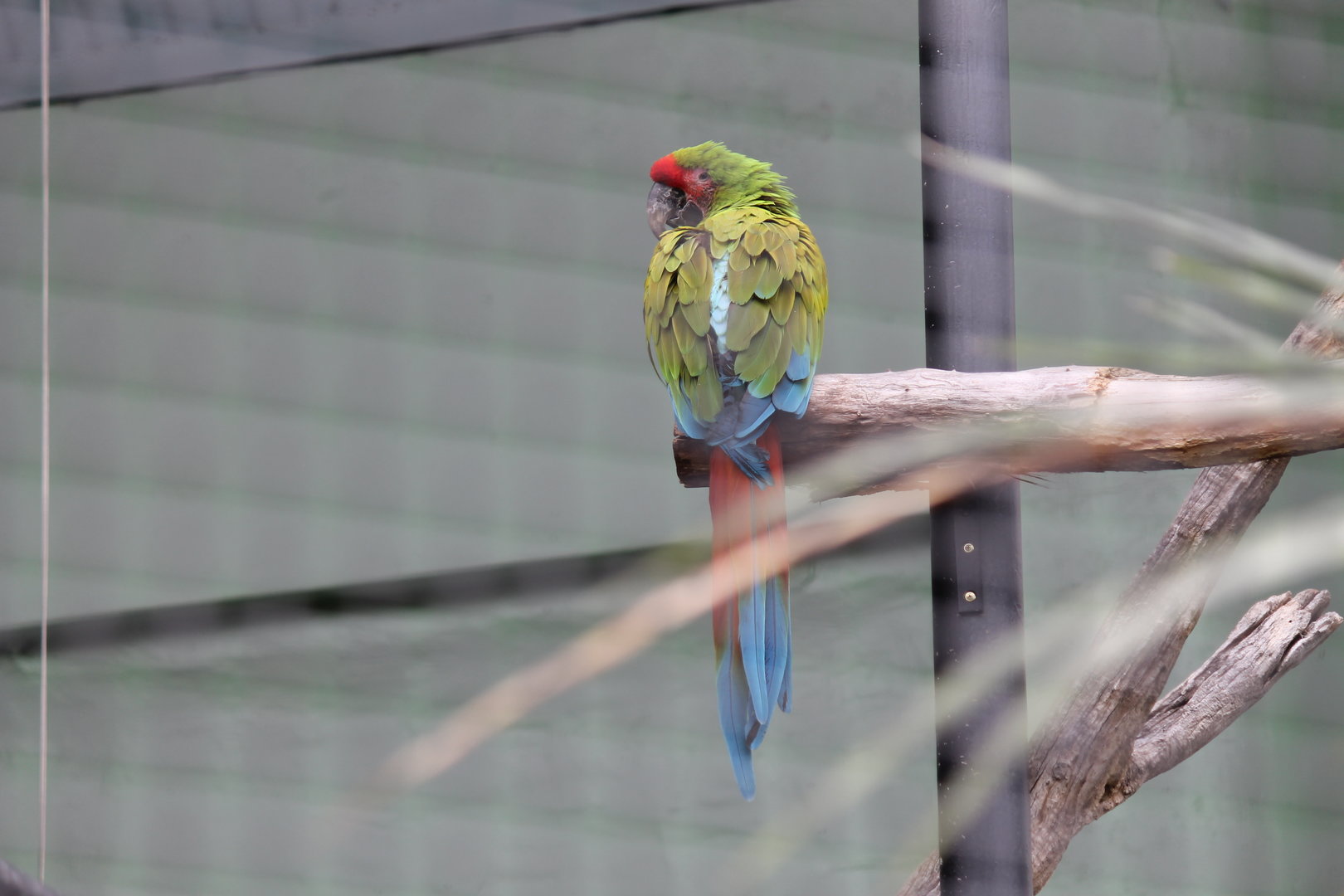 Buffon's Macaw