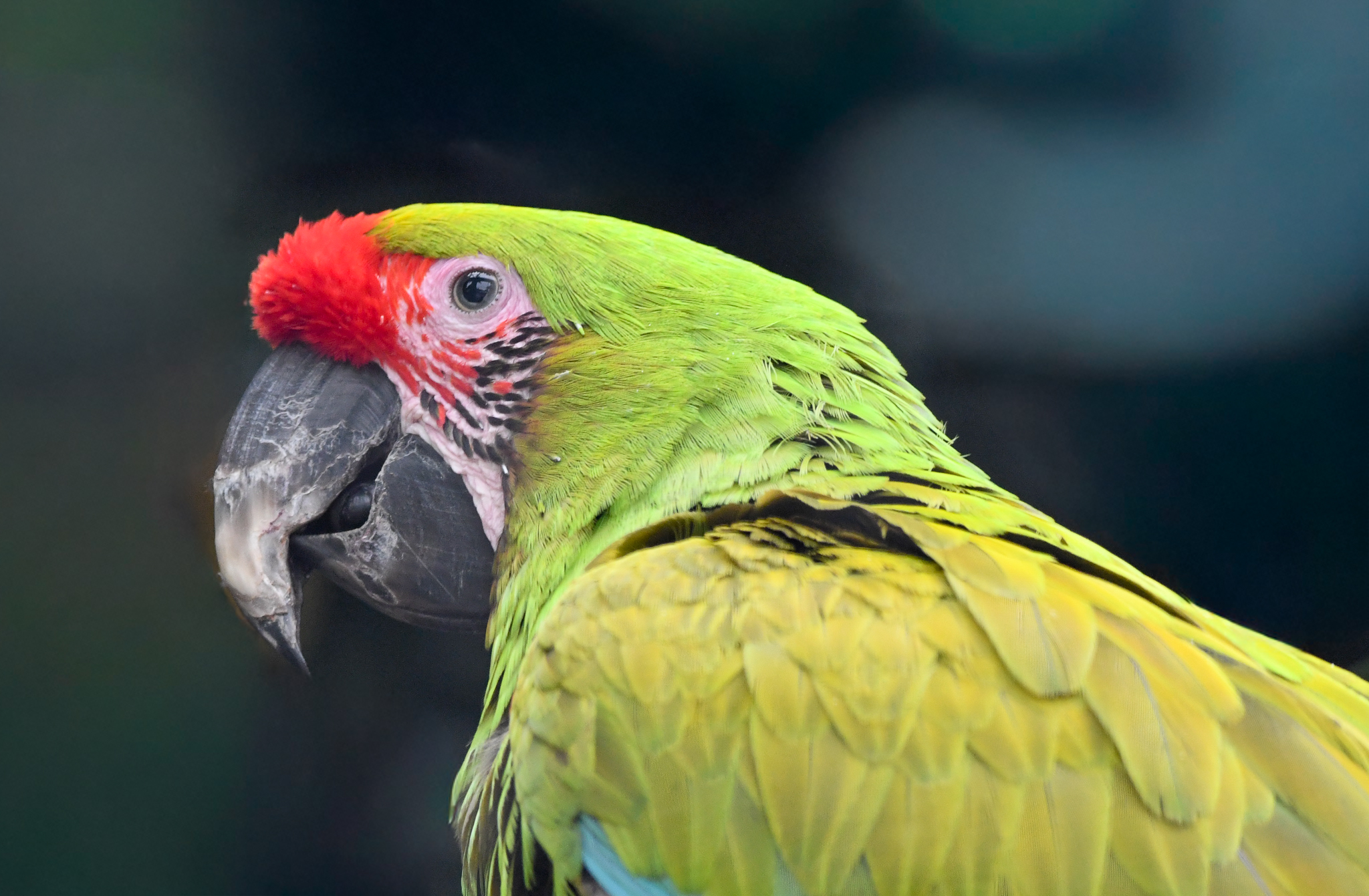 Buffon's Macaw