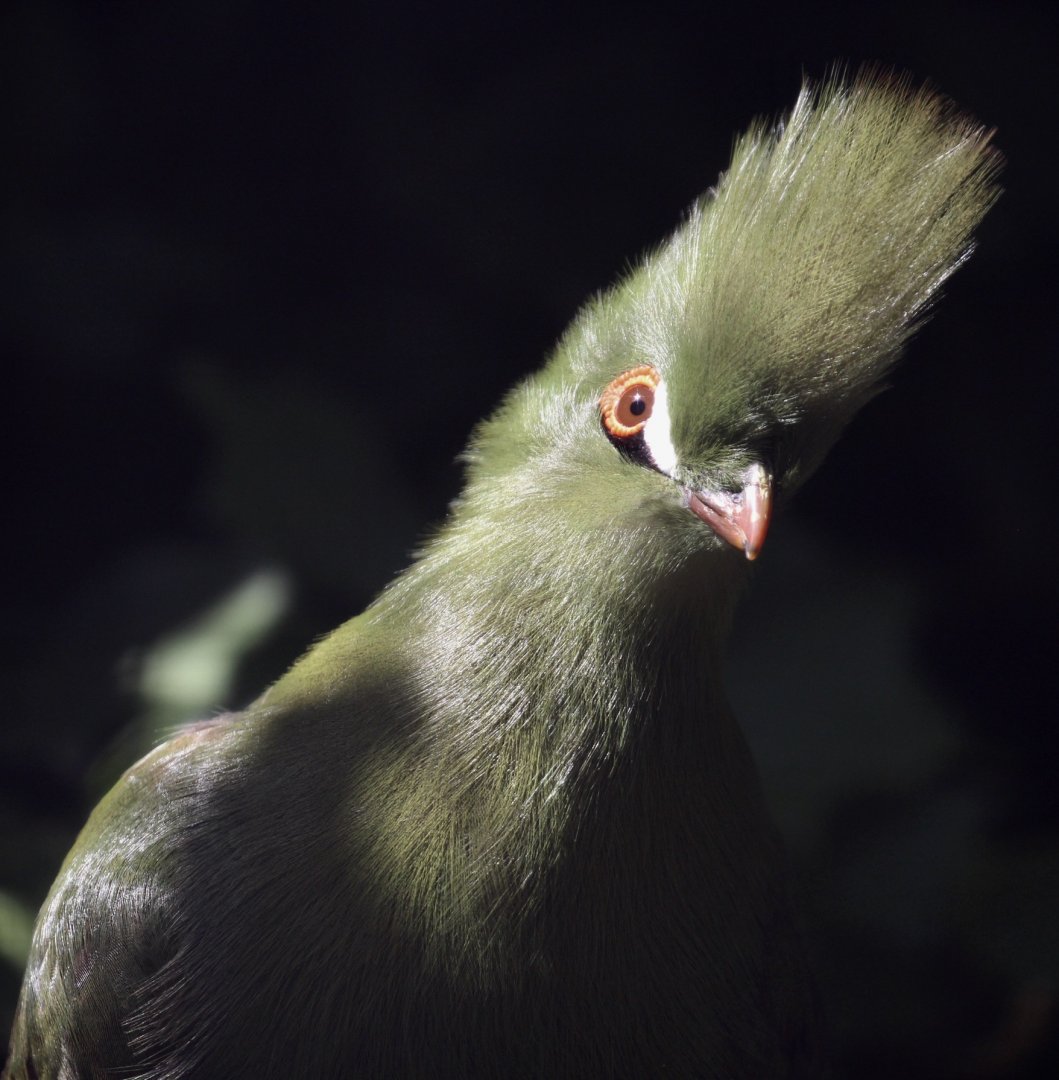 Buffon’s Turaco, Birdworld, August 2020