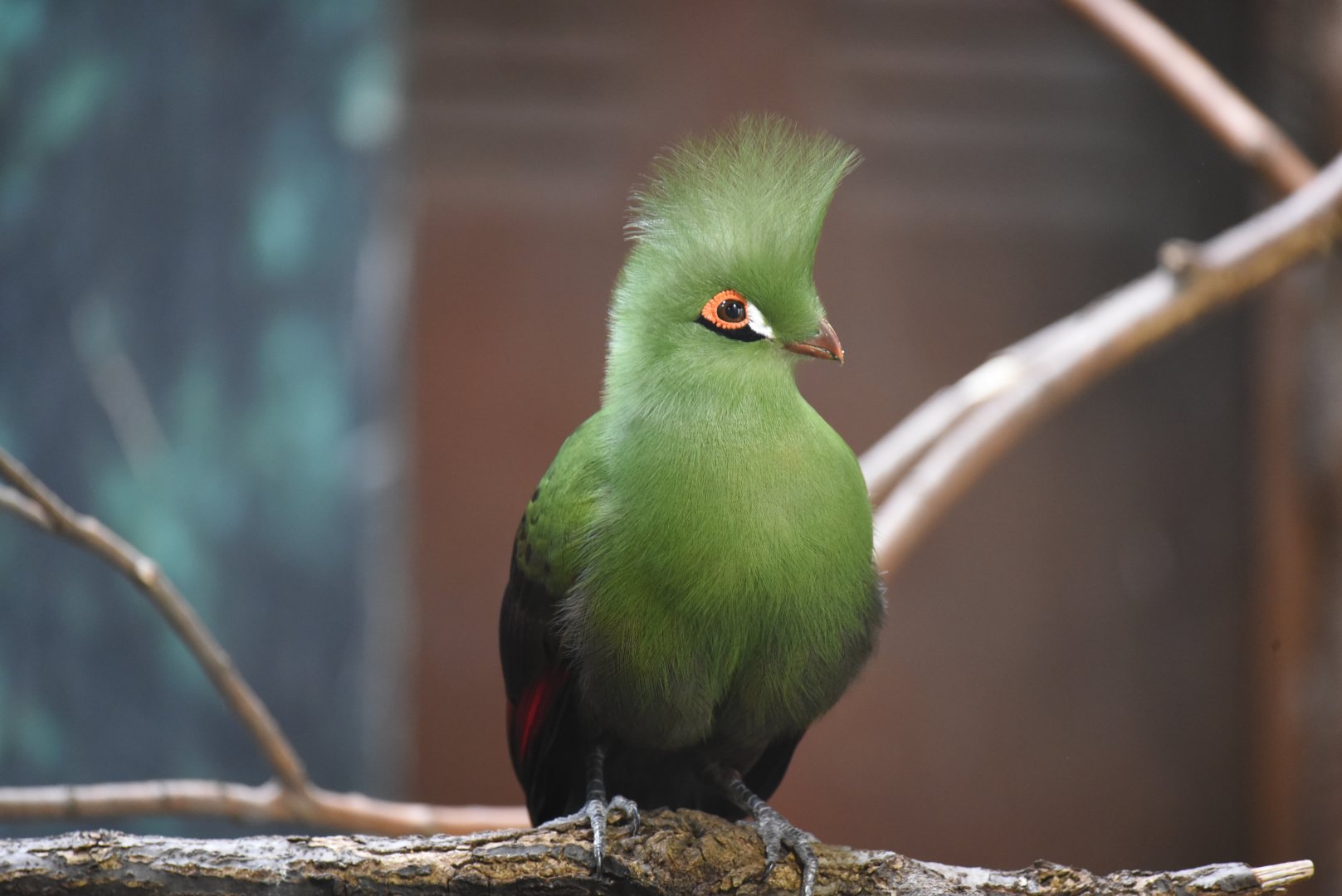 Buffon's turaco - Tauraco persa buffoni