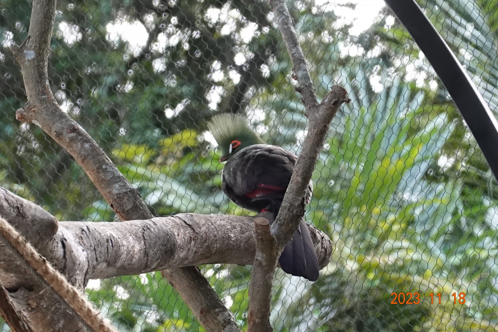 Buffon's Turaco (Tauraco persa buffoni)