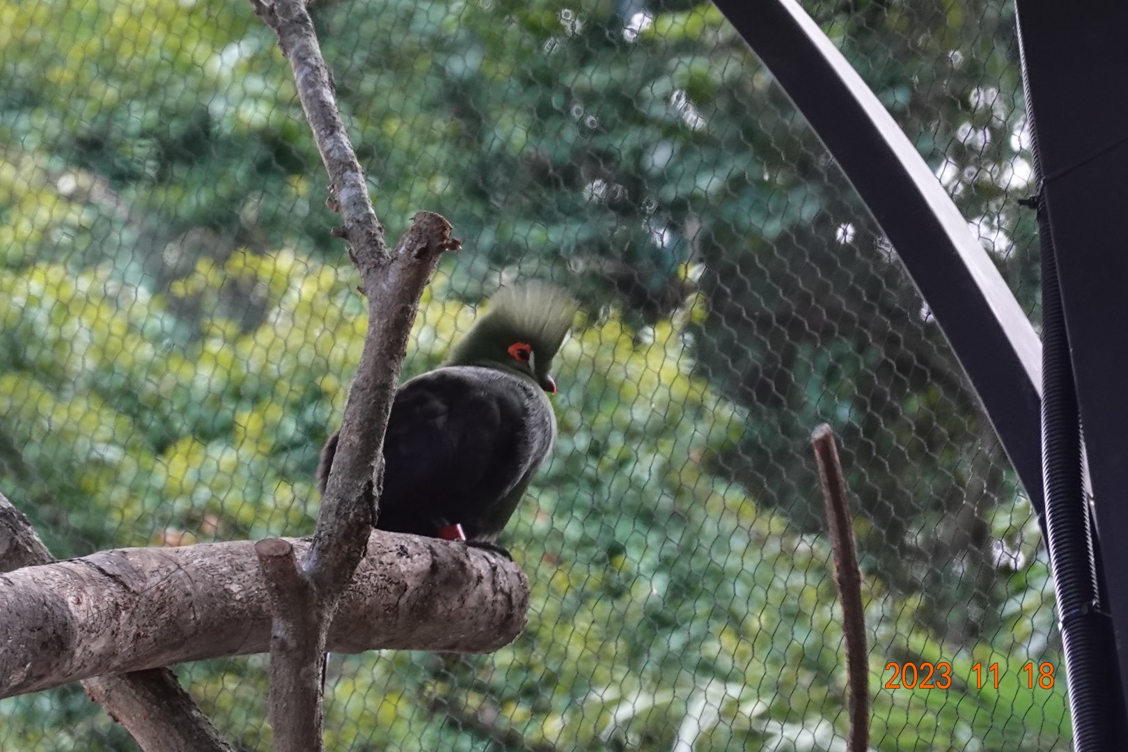 Buffon's Turaco (Tauraco persa buffoni)
