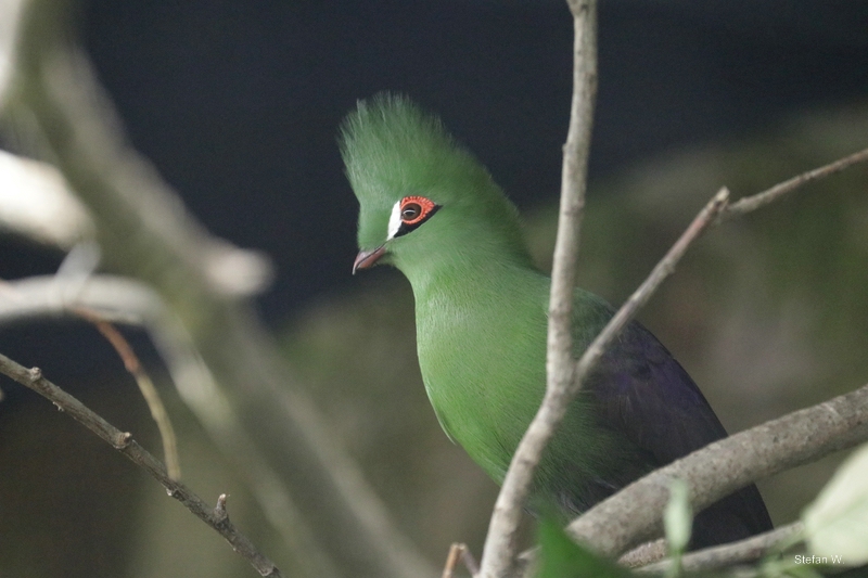 Buffon's Turaco (Tauraco persa buffoni)