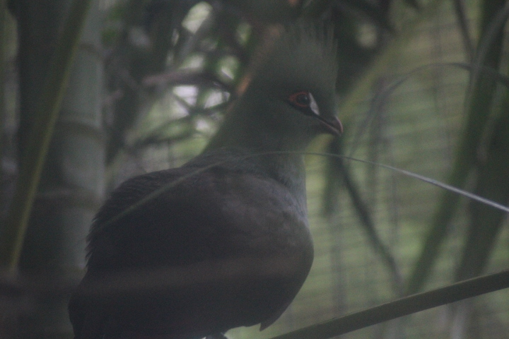 Buffon's turaco (Tauraco persa buffoni)