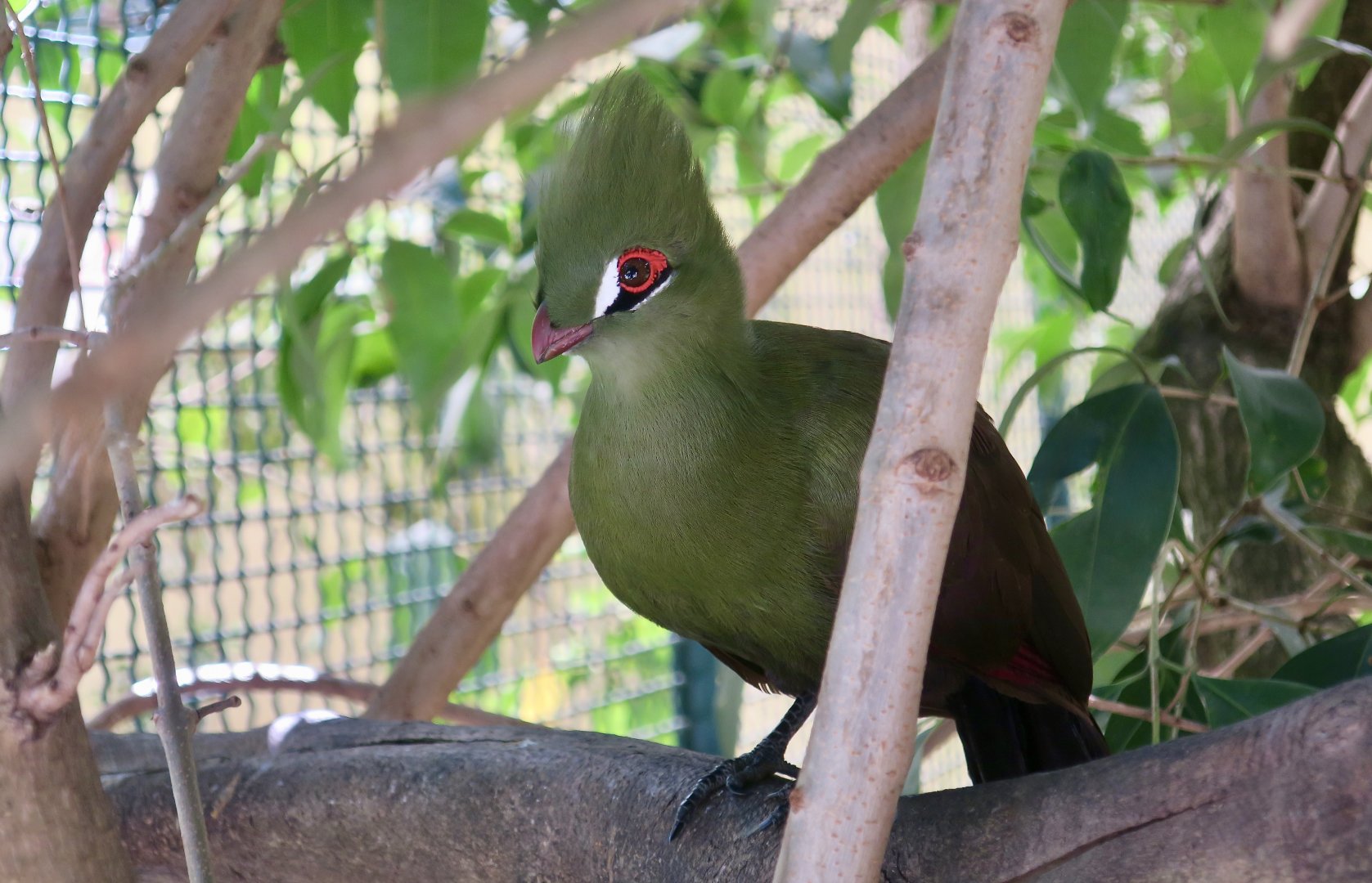 Buffon's Turaco (Tauraco persa buffoni)