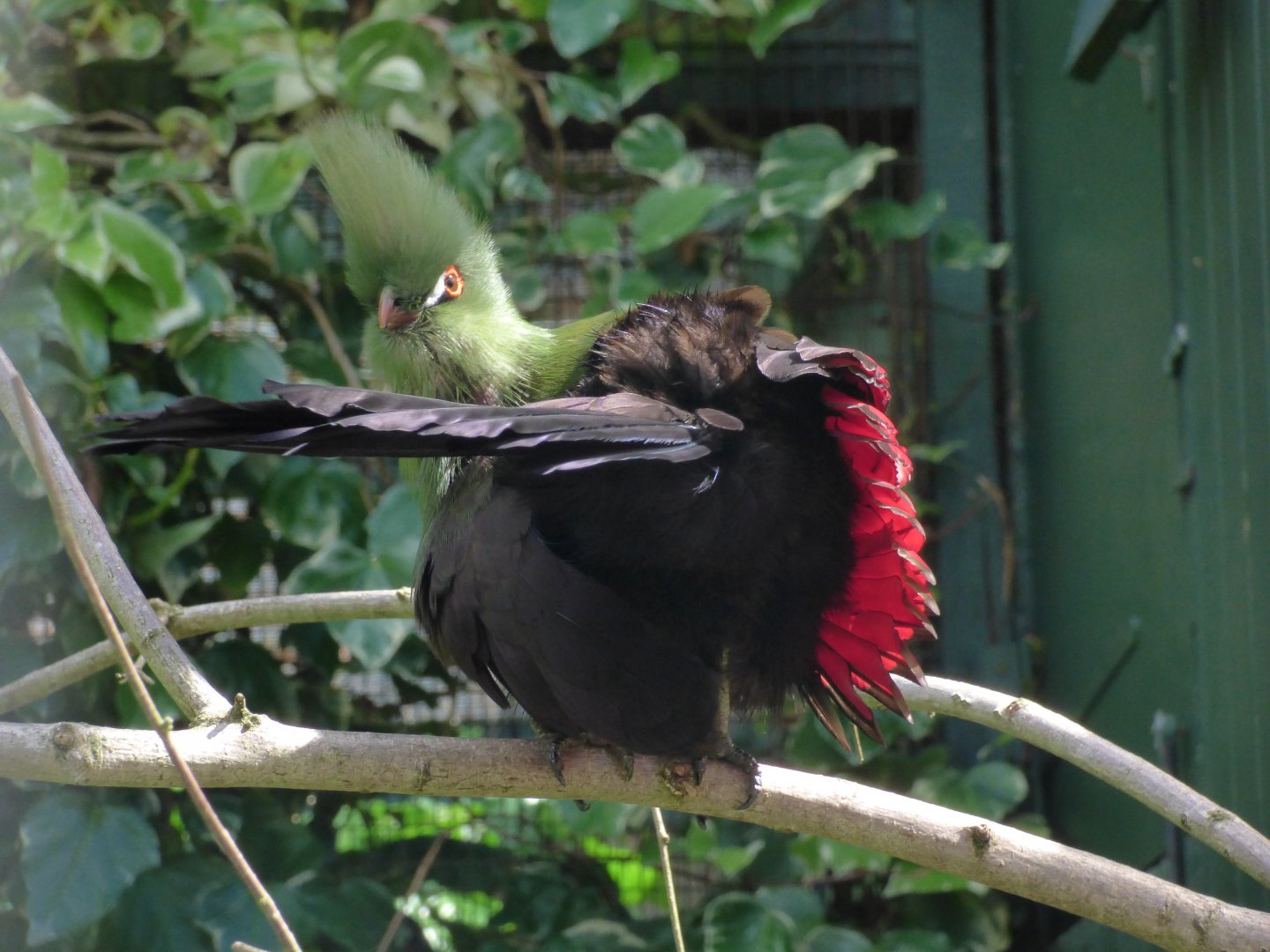 Buffon's Turaco
