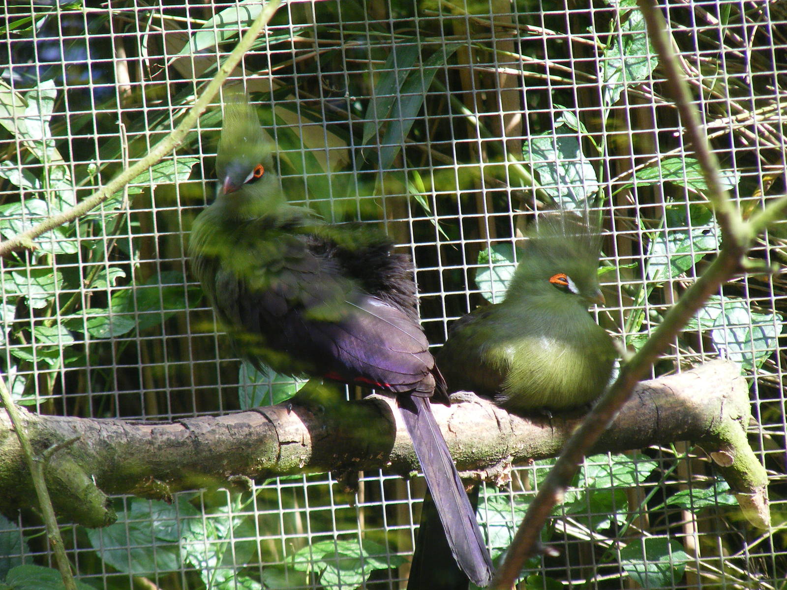 Buffon's turacoes at Birdworld, 20 June 2010