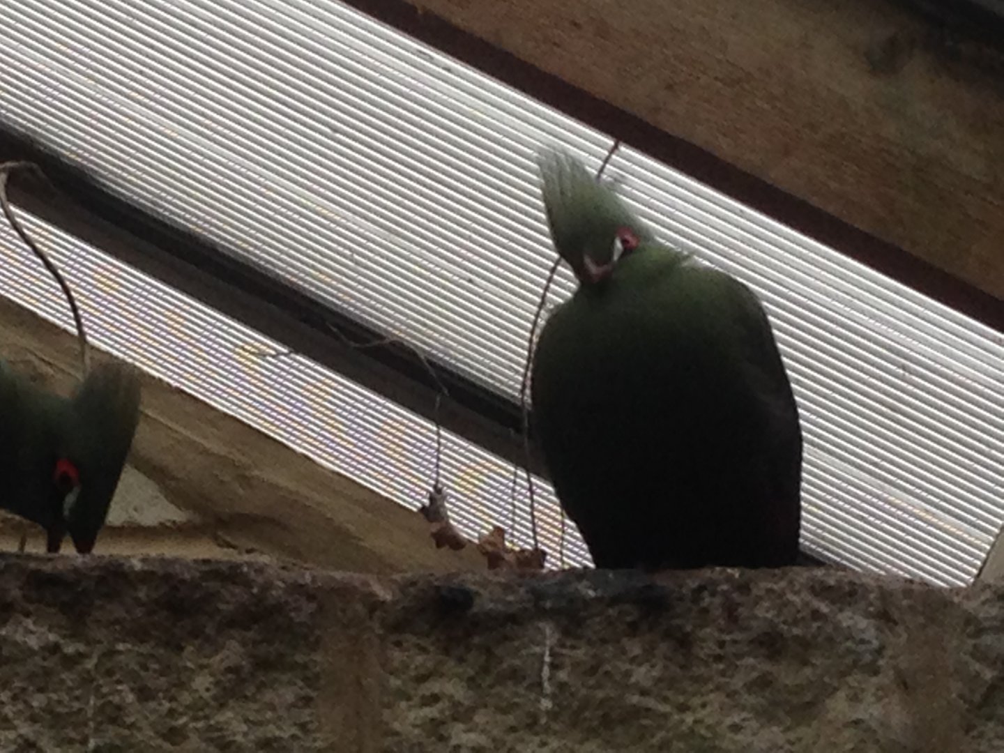Buffon's Turacos???