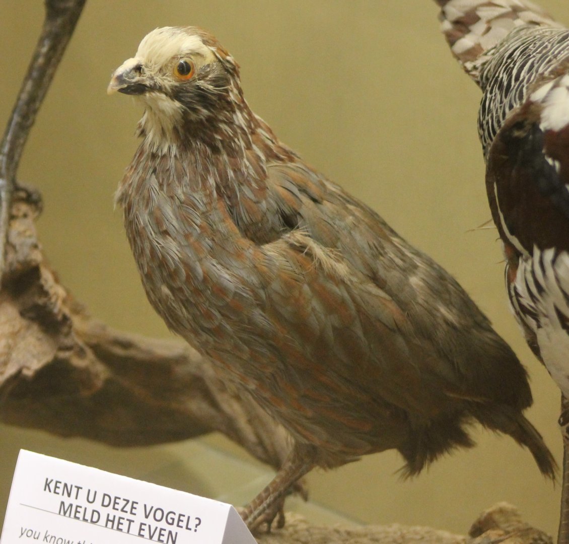 Buffy-crowned tree-quail