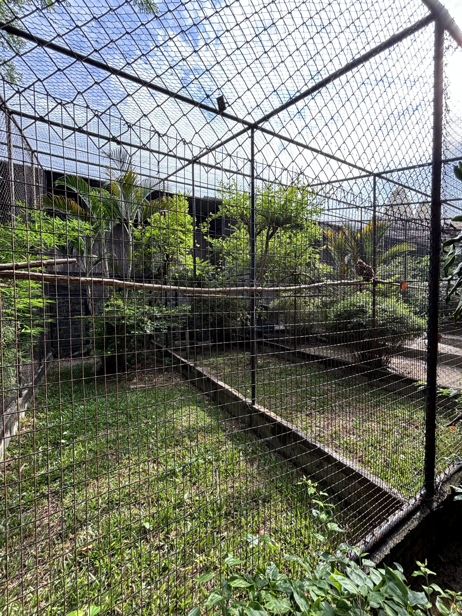 Buffy Fish Owl Aviary