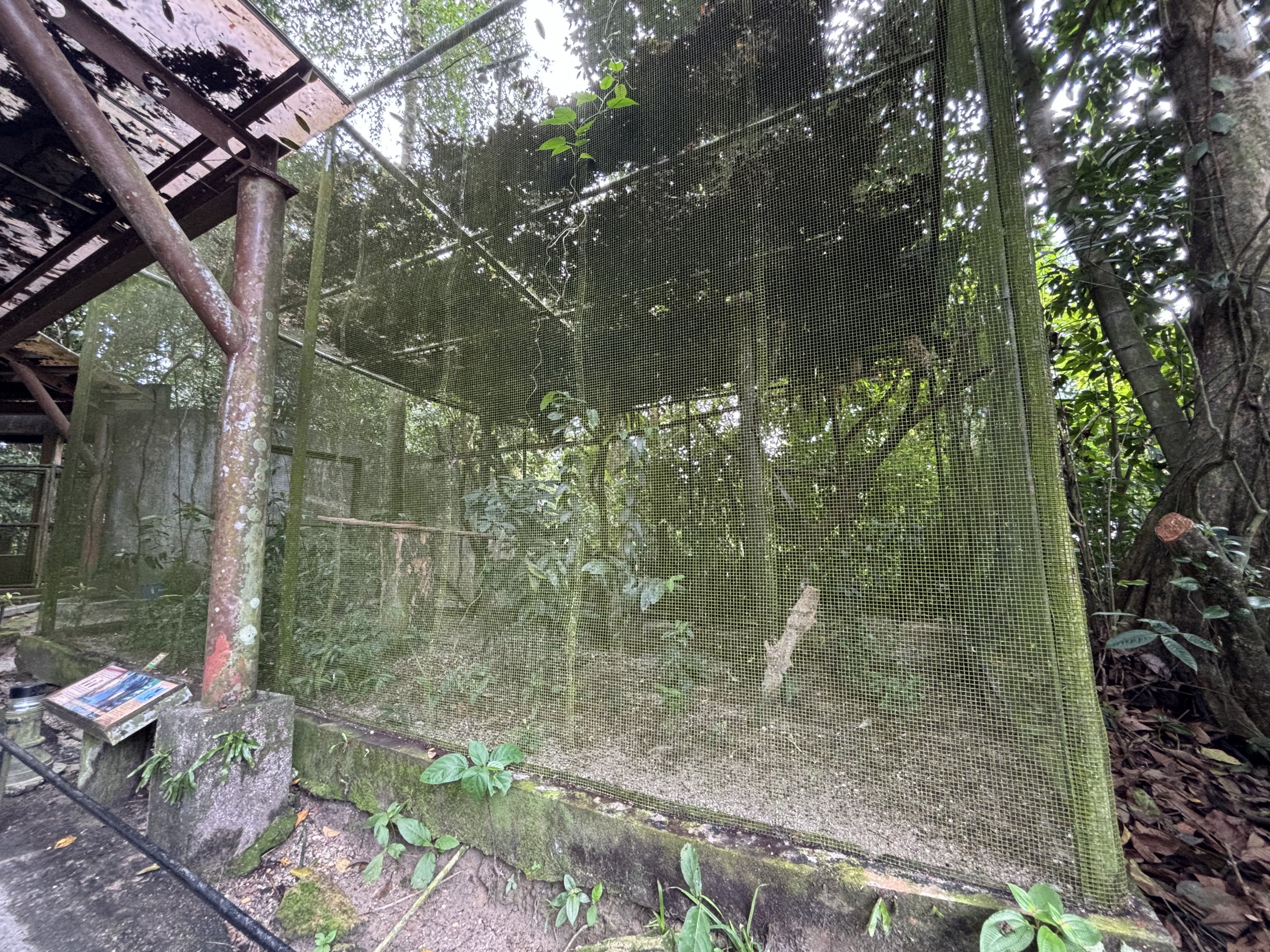 Buffy Fish Owl Aviary
