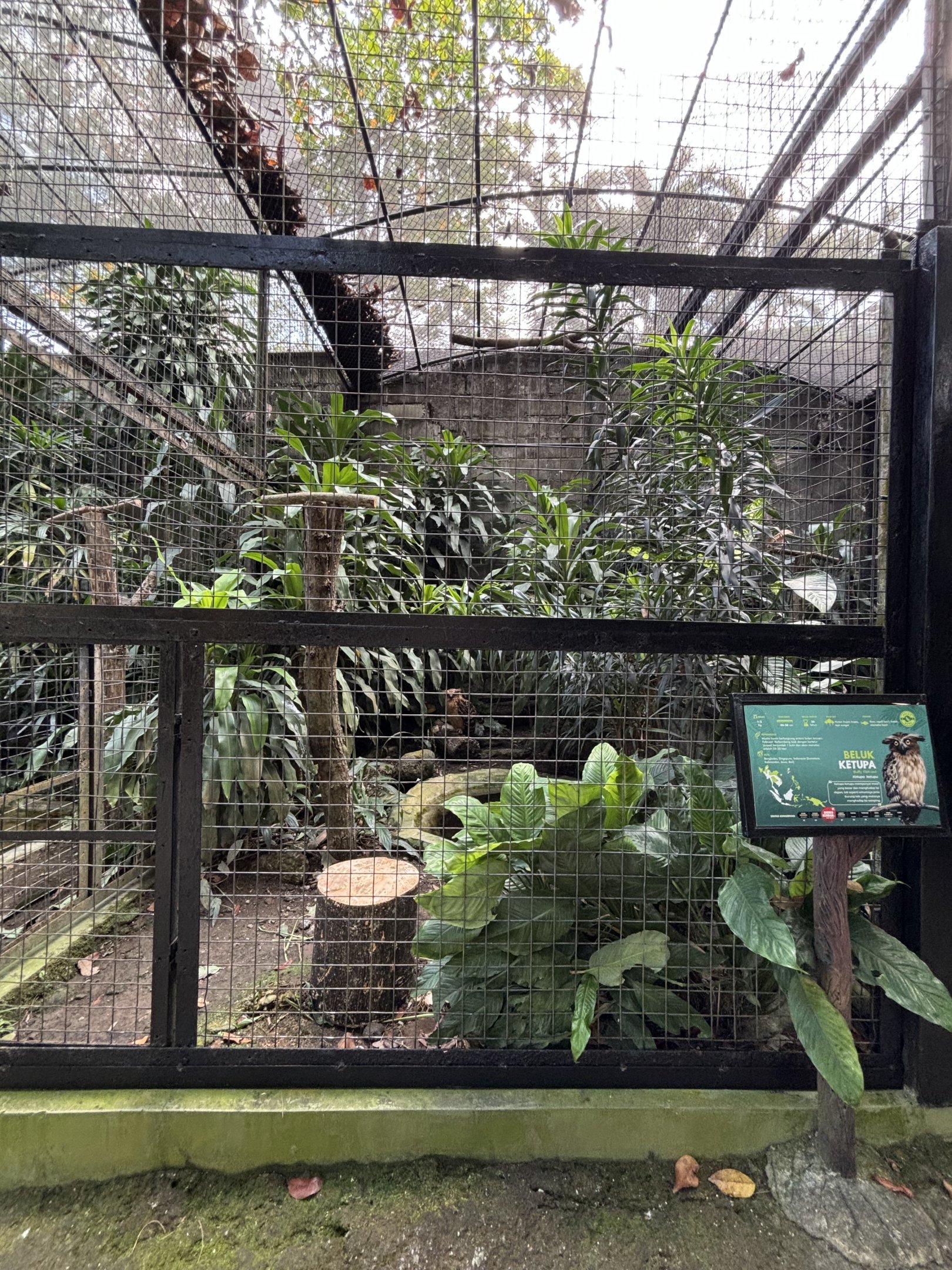 Buffy Fish Owl Aviary