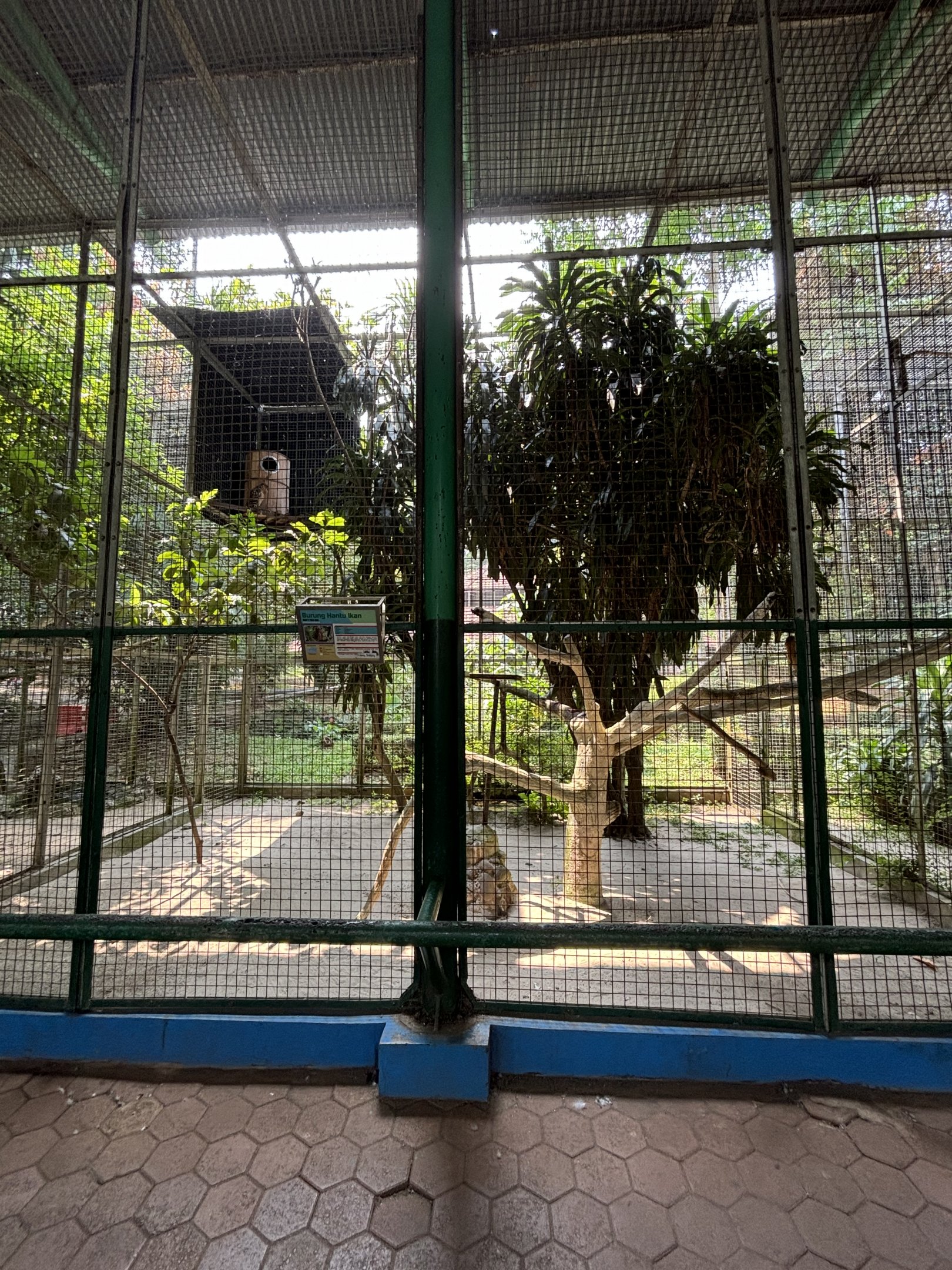 Buffy Fish Owl Aviary