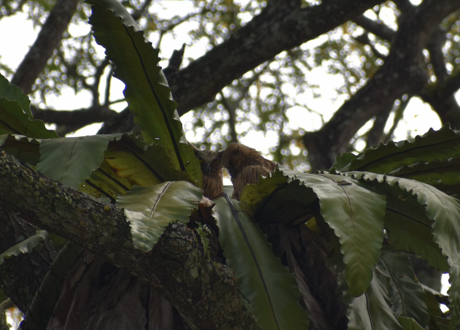 Buffy Fish Owl Chick and Parent ~ Pasir Ris Park