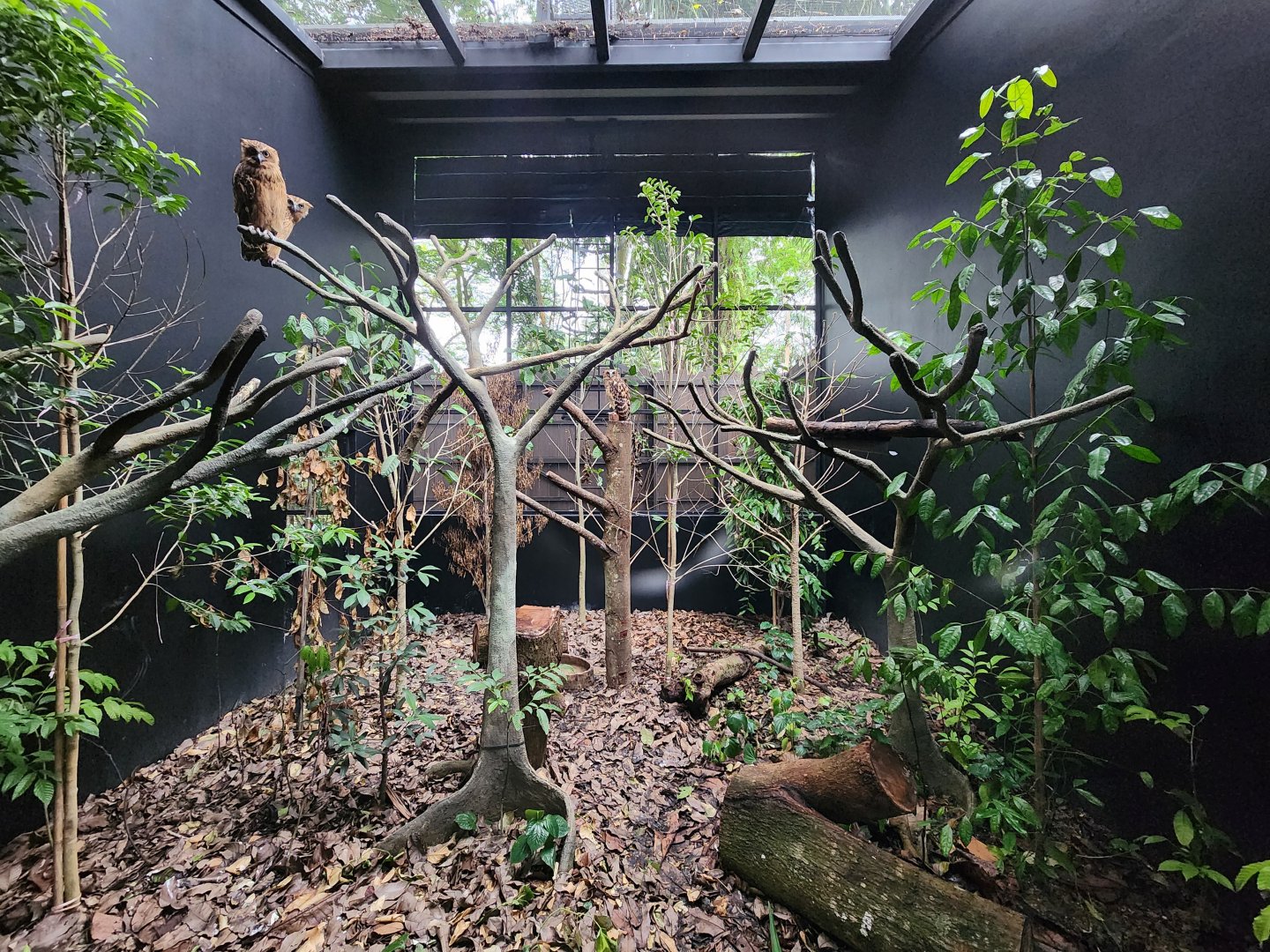 Buffy Fish Owl exhibit- Pangolin Trail