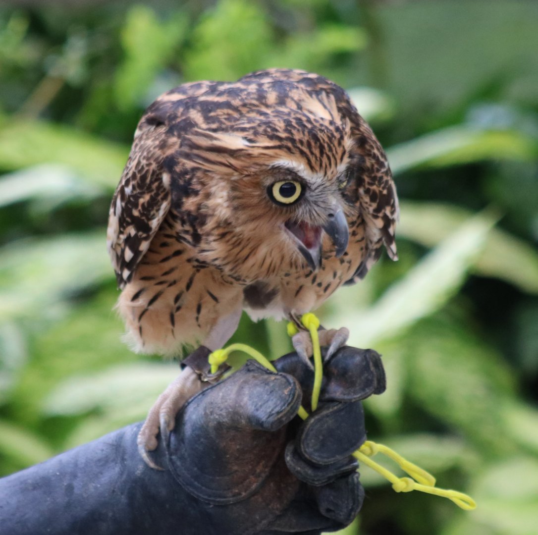 Buffy Fish Owl in bird Show