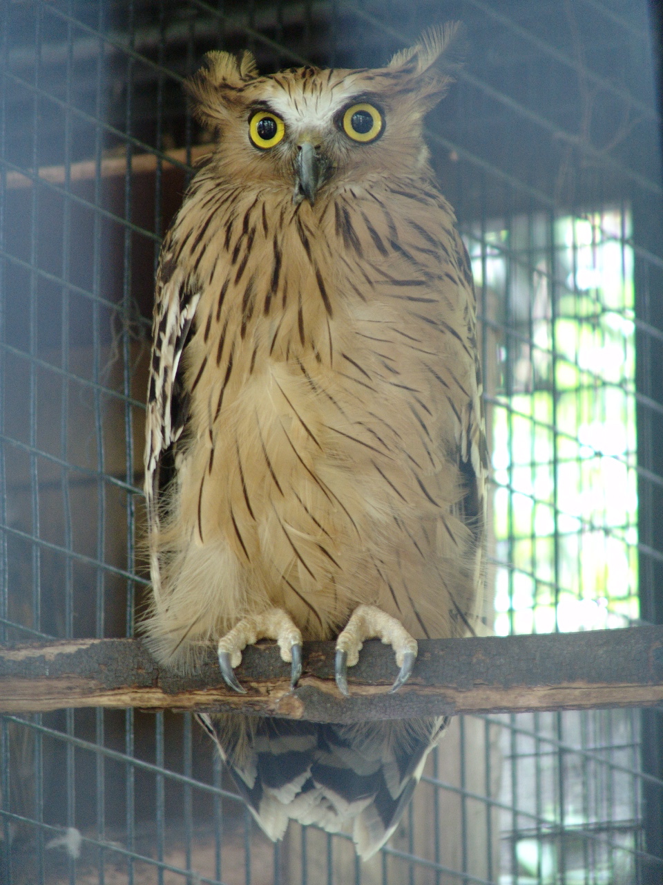 Buffy Fish-owl (Ketupa ketupu)