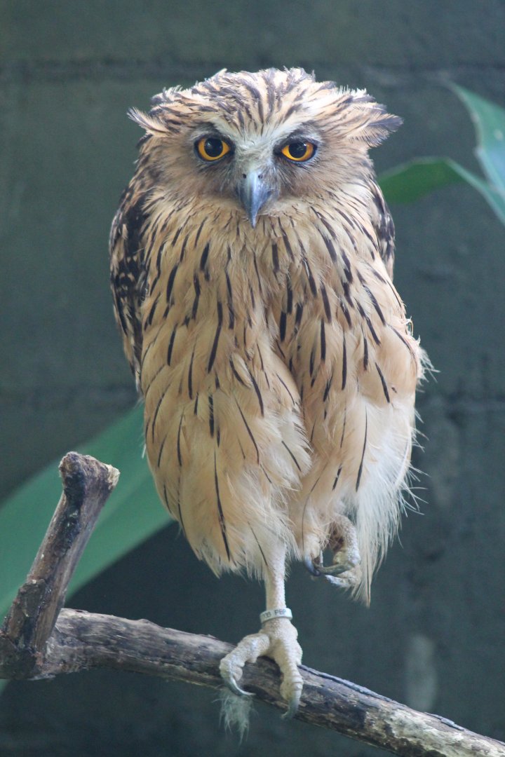 Buffy Fish Owl (Ketupa ketupu)