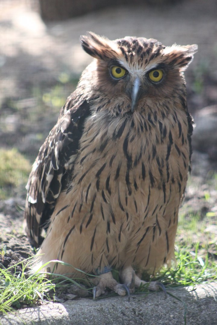 Buffy fish owl (Ketupa ketupu)