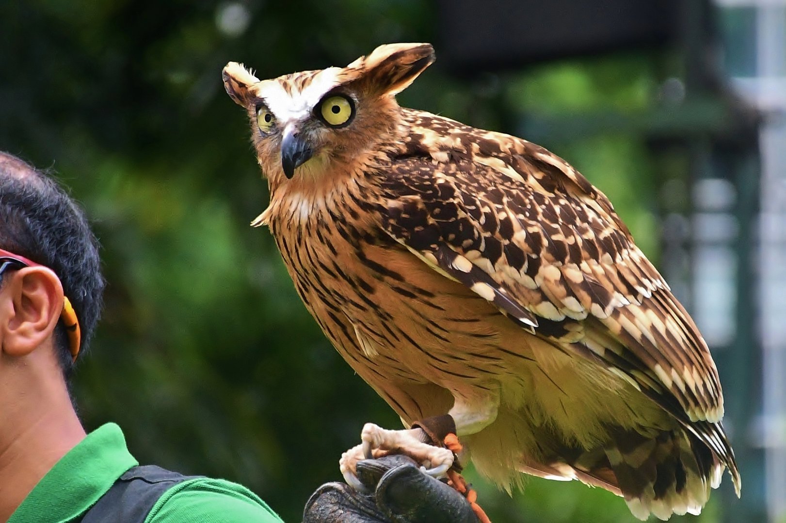 Buffy Fish Owl (Ketupa ketupu)