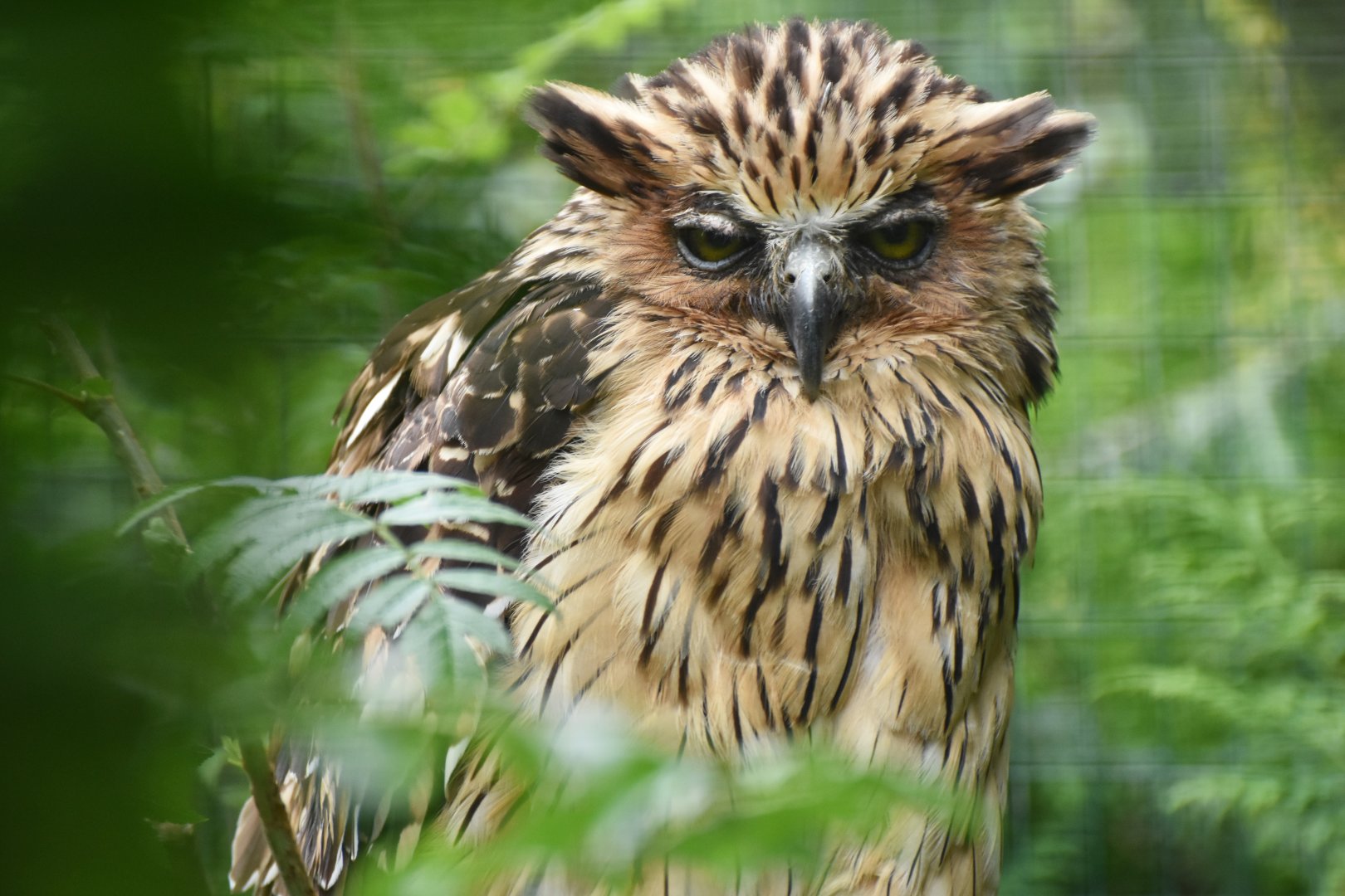 Buffy Fish-Owl Ketupa ketupu