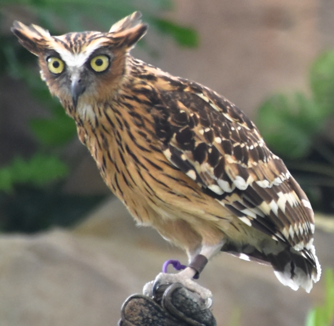 Buffy Fish Owl (Ketupa ketupu)