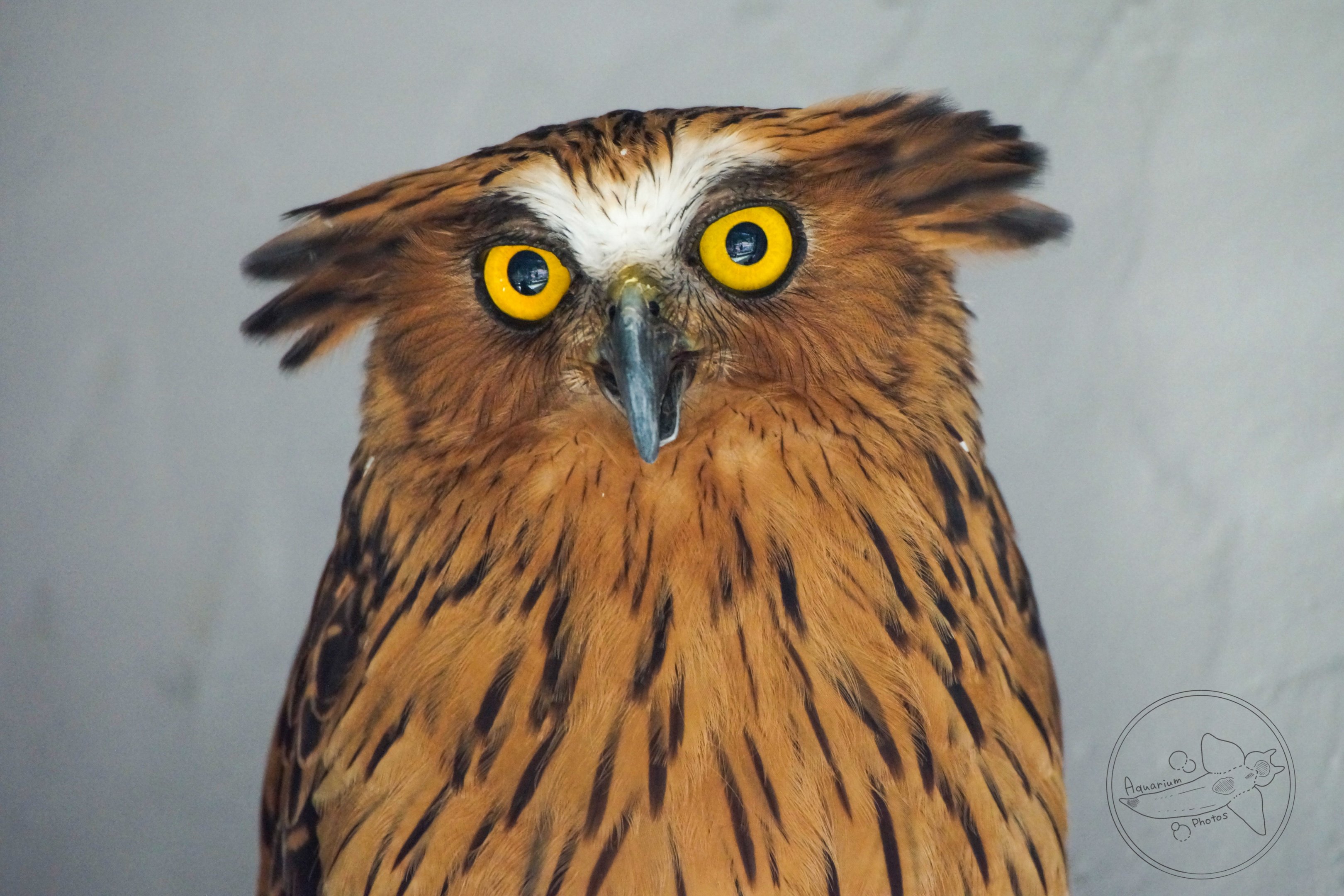 Buffy Fish Owl (Ketupa ketupu)
