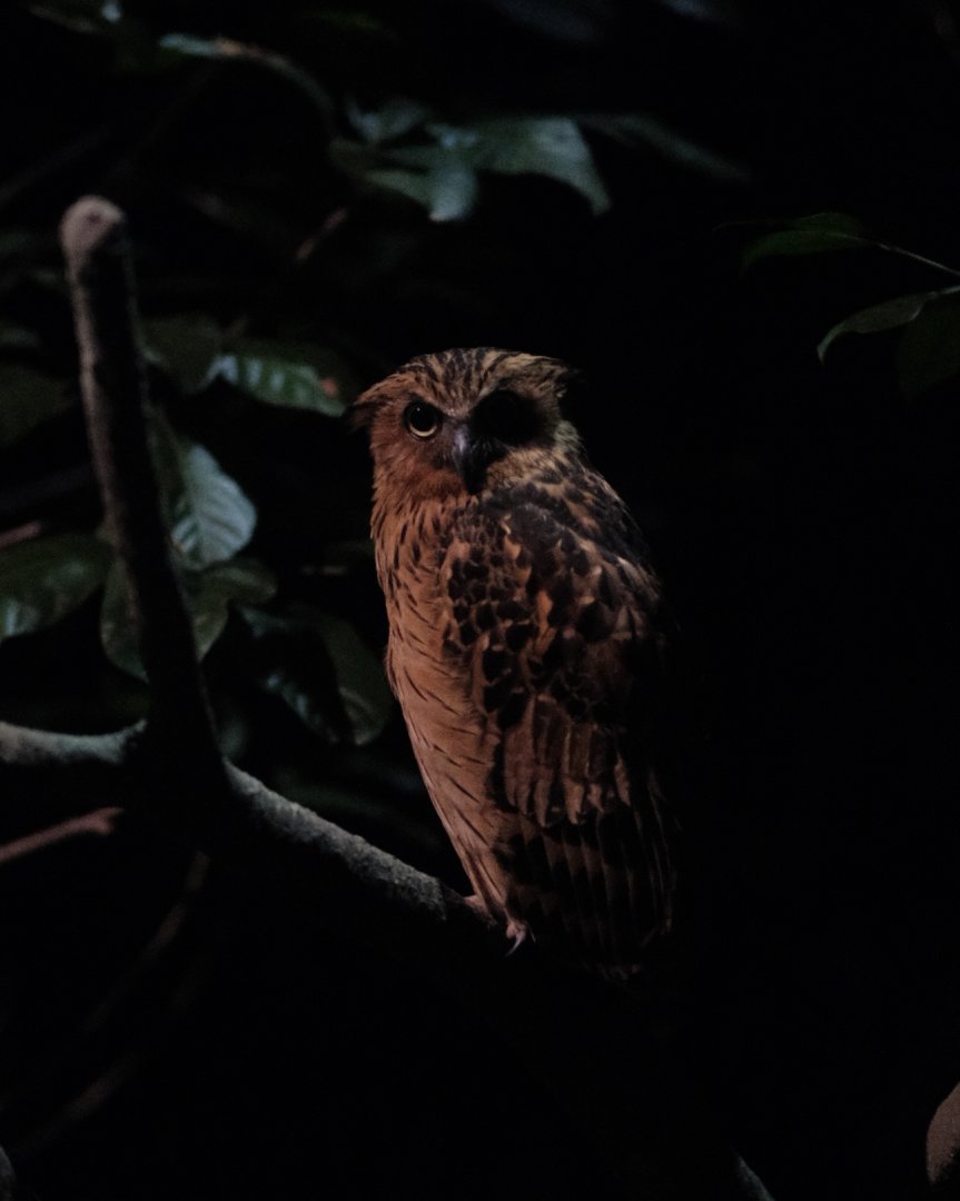 Buffy Fish Owl (Ketupa ketupu)