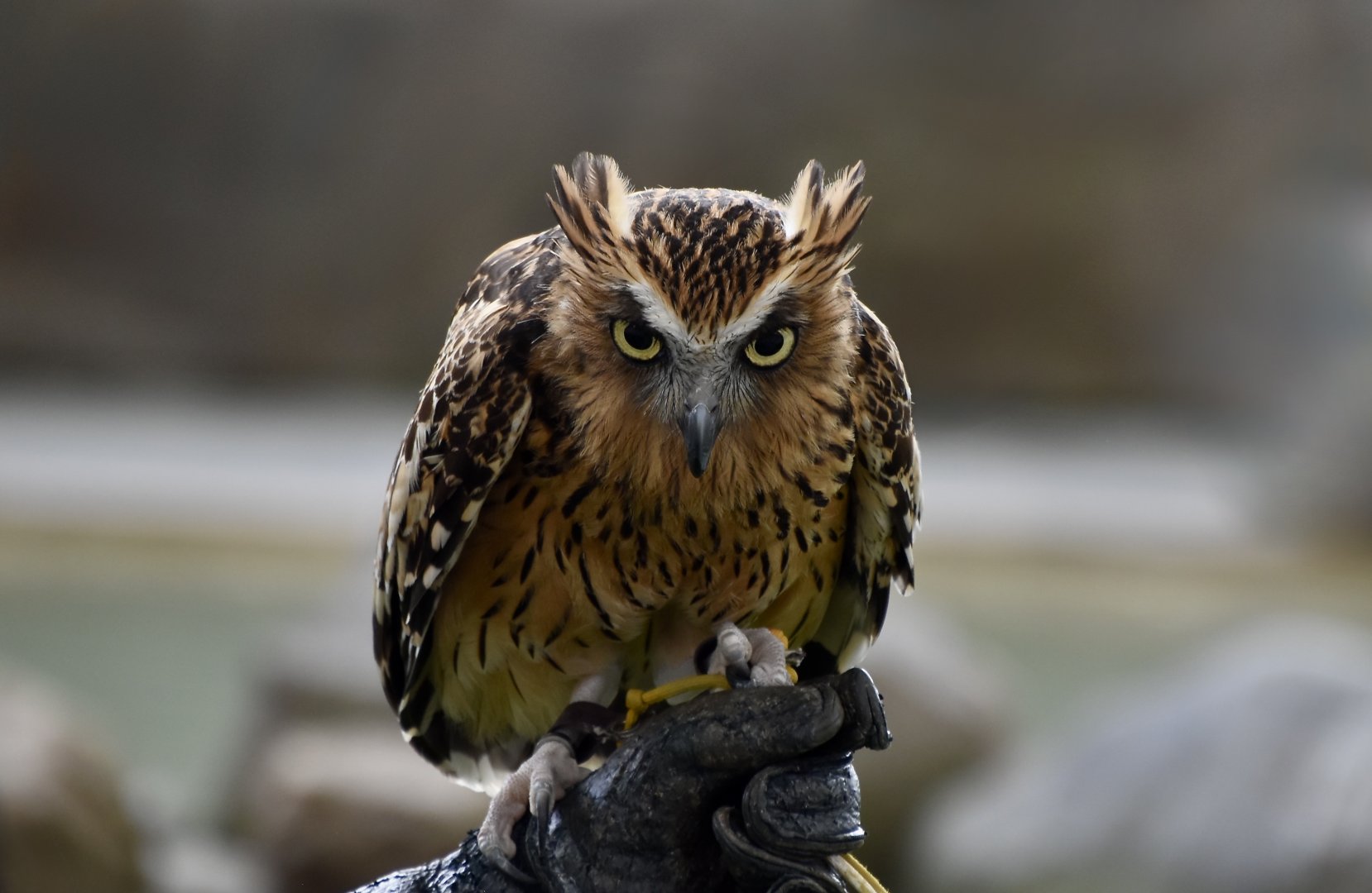 Buffy Fish Owl (Ketupa ketupu)