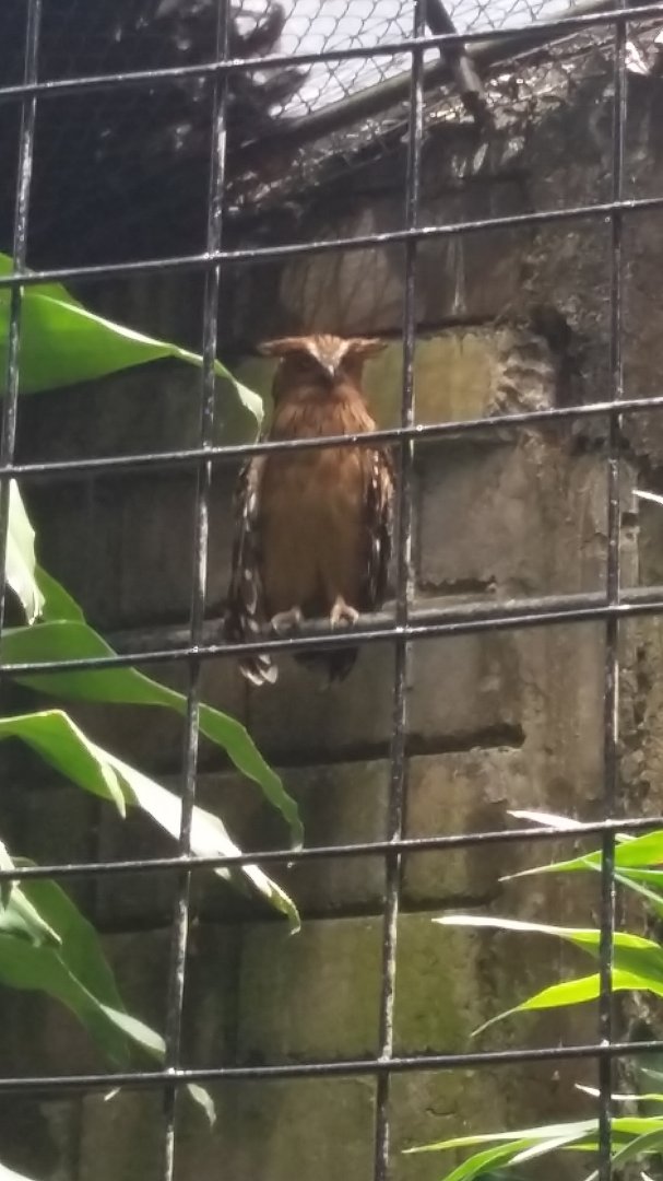 Buffy fish owl (Ketupa ketupu)