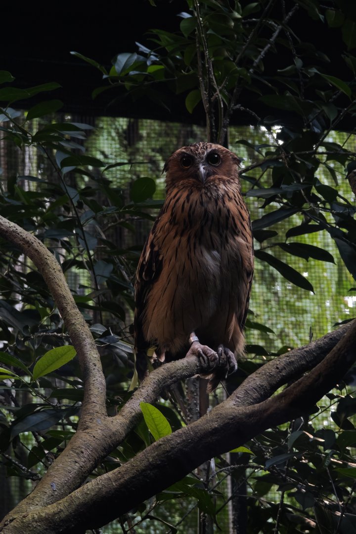 Buffy Fish Owl (Ketupa ketupu)