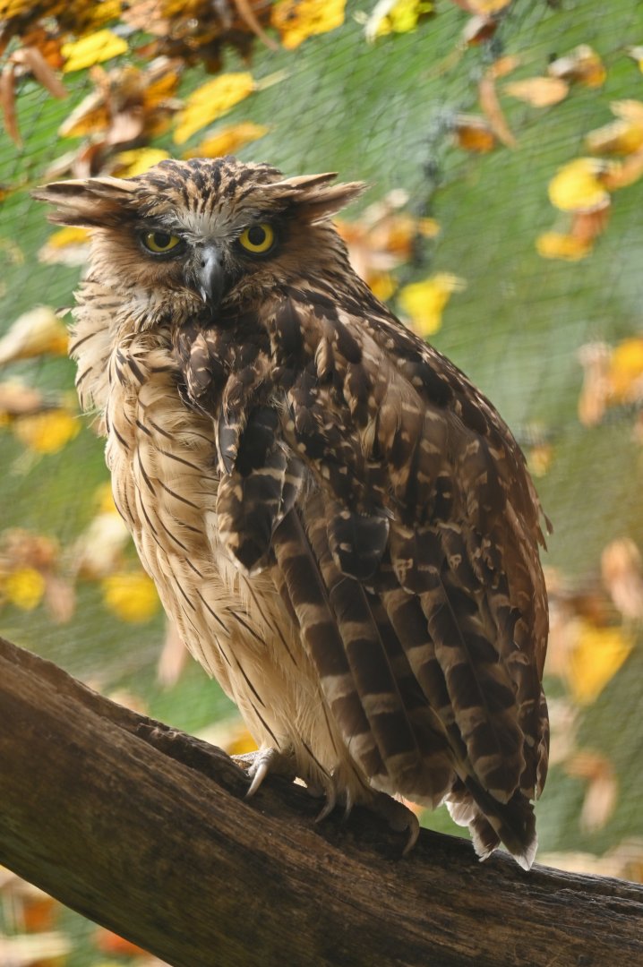 Buffy fish-owl Ketupa ketupu